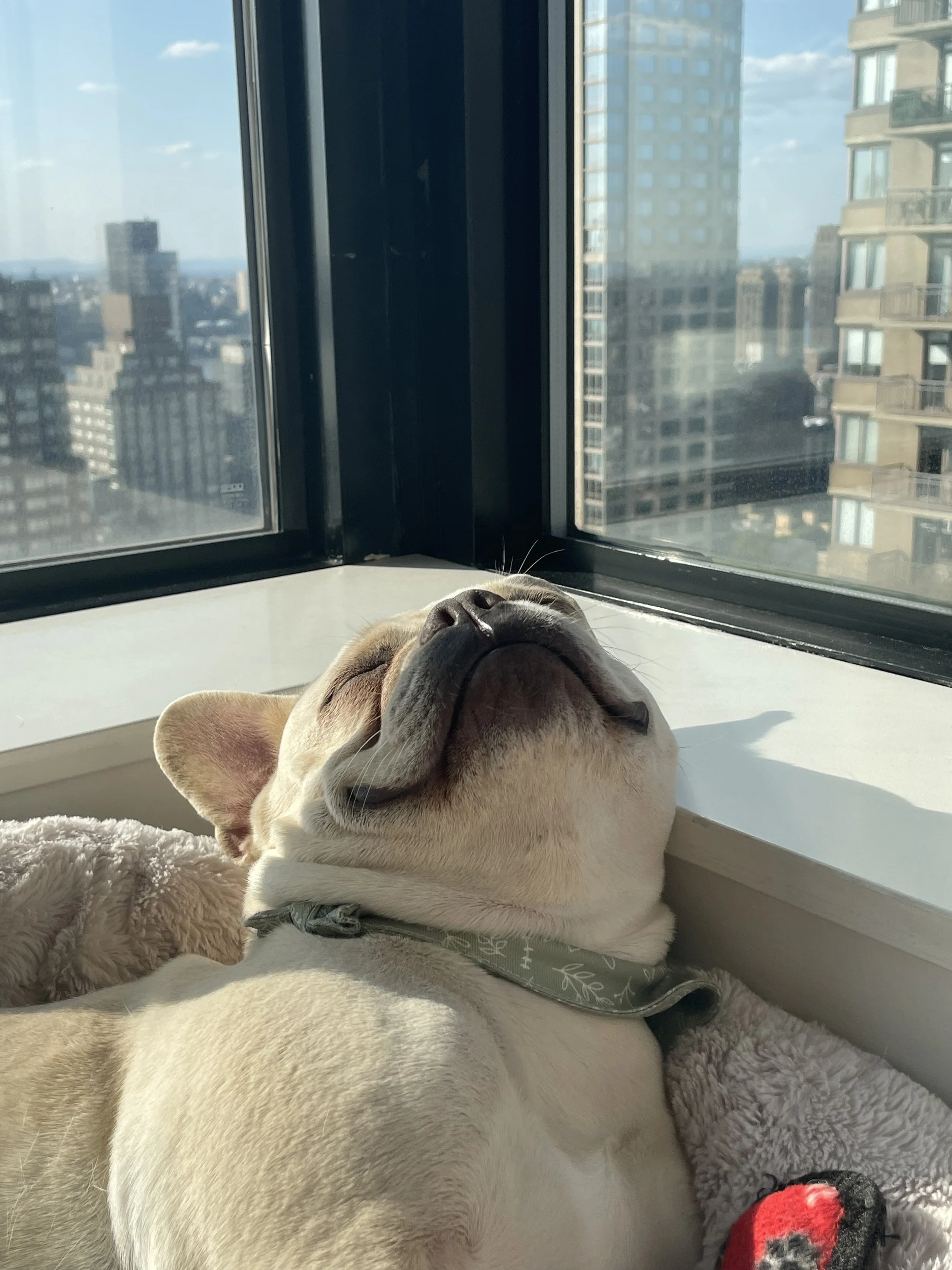 In Home - Dog Sitting