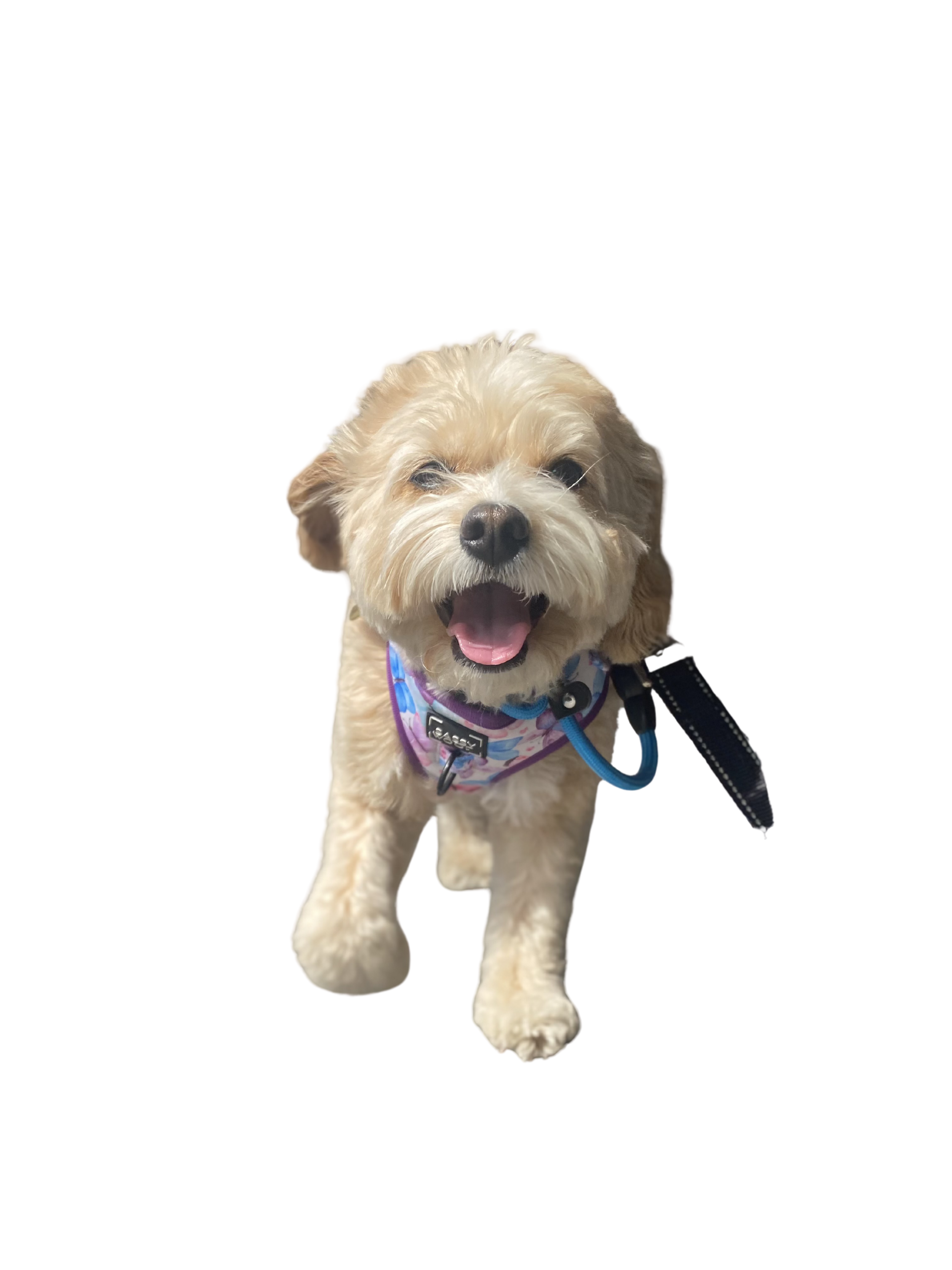 A happy, small, light-colored dog with fluffy fur, wearing a colorful bandana and a harness, walking on a leash.