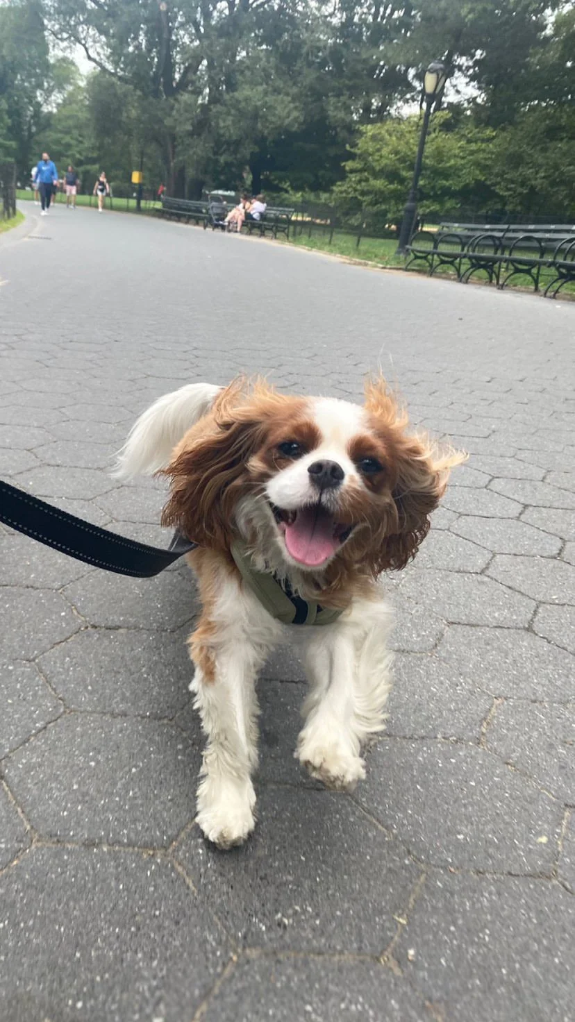 Smiling Cavalier King Charles Spaniel puppy walking on a paved pathway in a park with benches, trees, and people in the background.