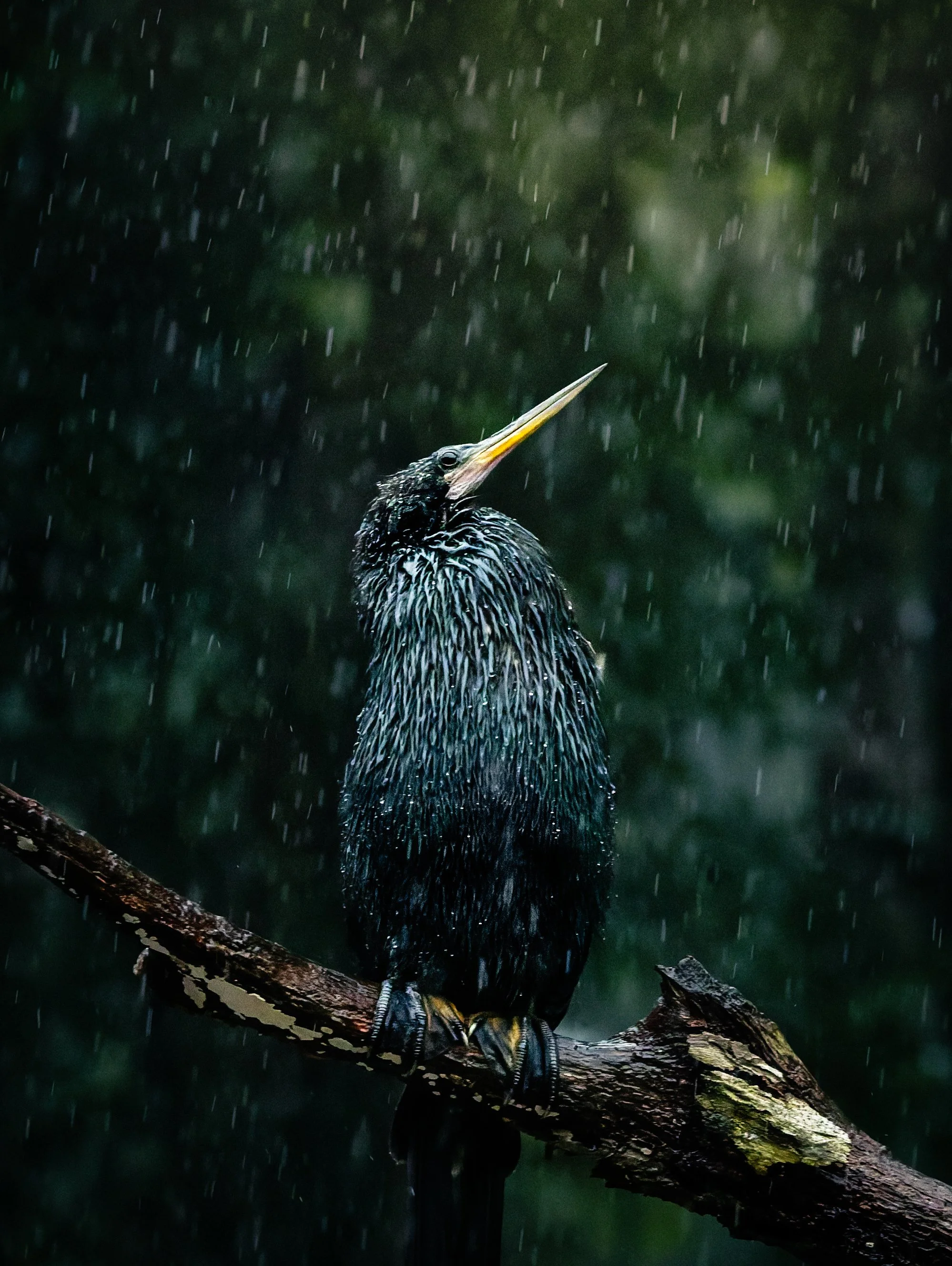 03 — RAINFALL