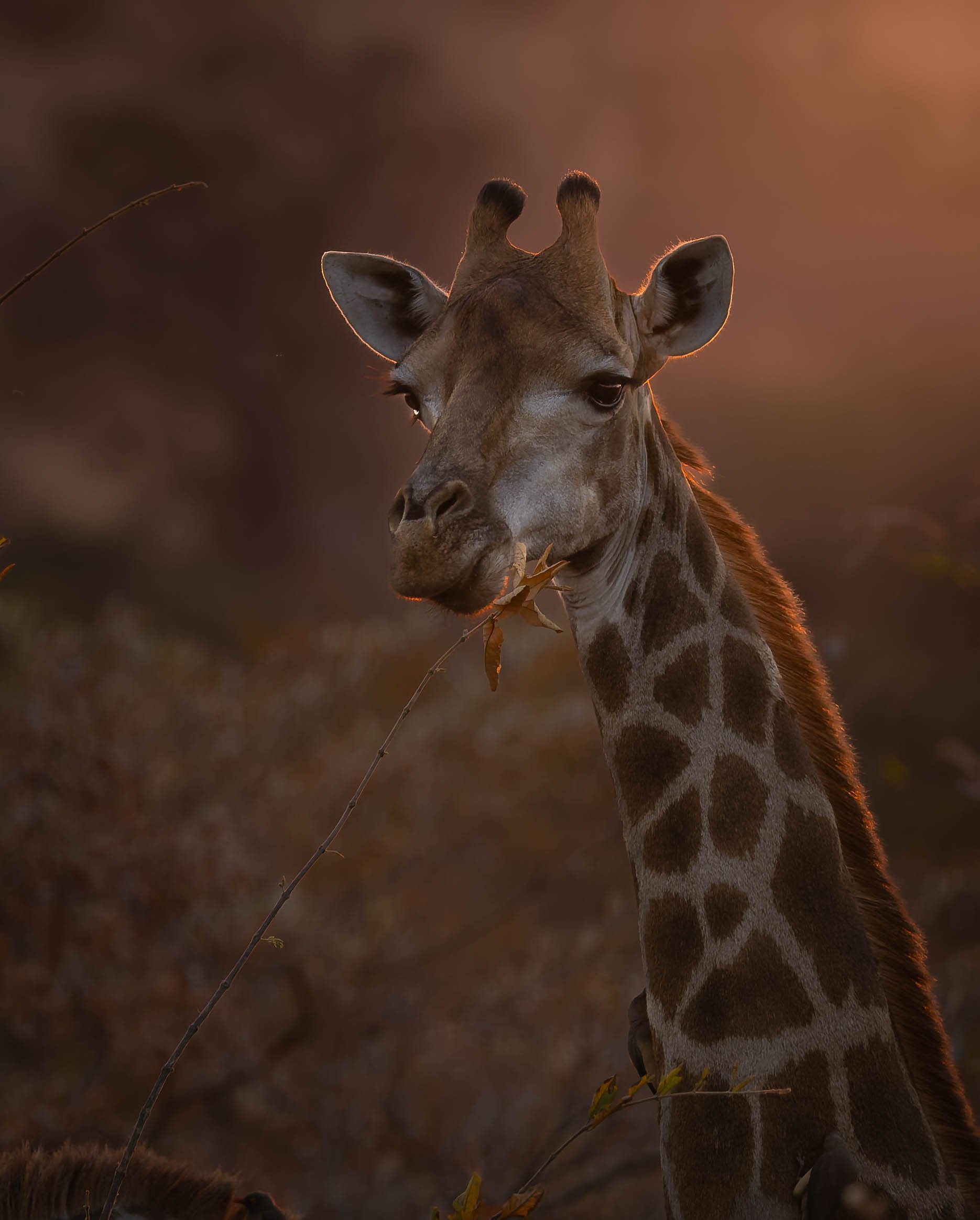 Een jonge giraf in de natuurlijke habitat bij zonsondergang.
