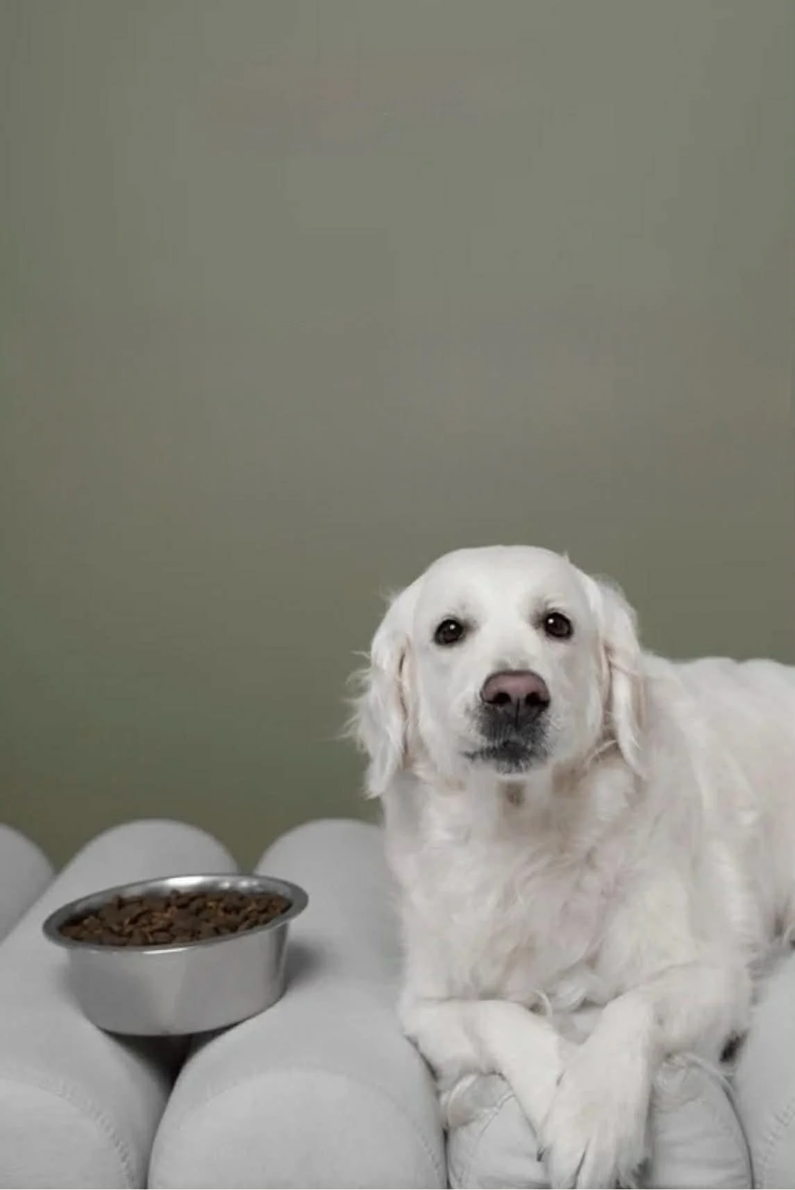 Un chien blanc allongé à côté d'une gamelle de nourriture, posé sur des rouleaux en papier toilette, avec un mur gris en arrière-plan.