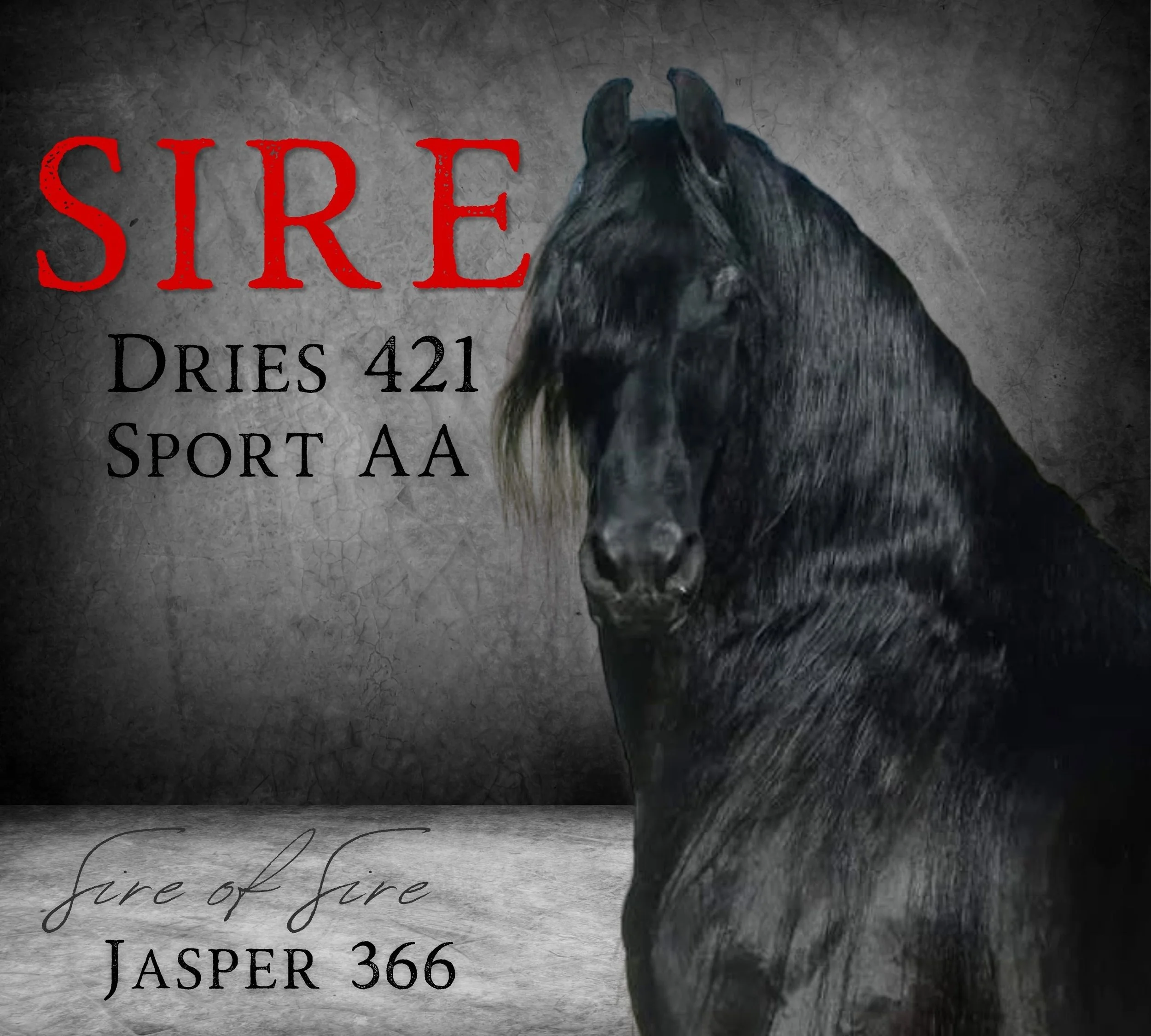 'SIRE' and 'DRIES 421' and 'JASPER 366', Sire of CALET van Pela Graca @ Naauwpoort Friesian Stud/ Friesperde/ Horse breeders South-Africa / Hartswater/ Stables / Corlien Becker horse breeder/ Guest Farm Hartswater Noord-Kaap - Friesperd Teler