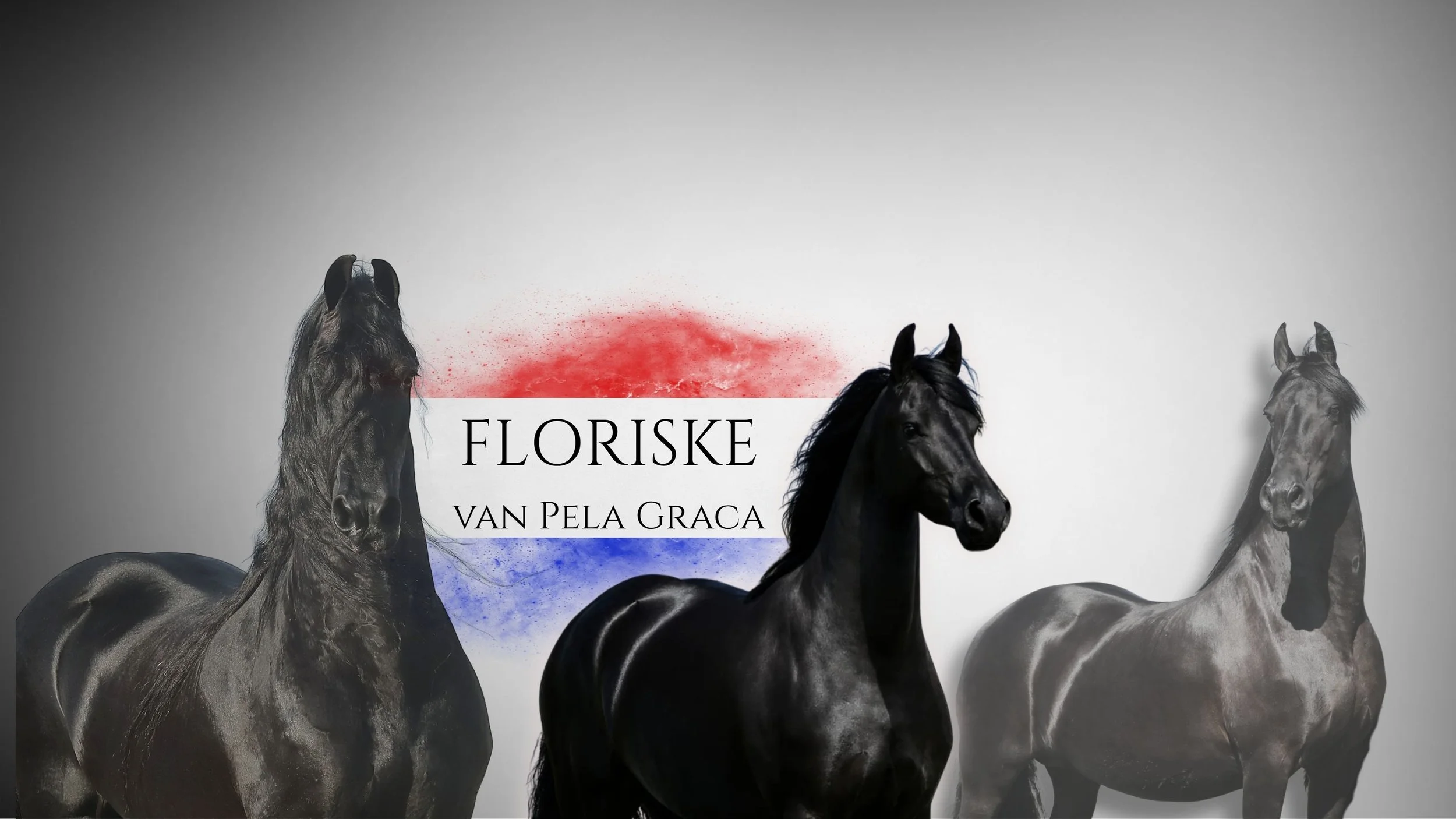 FLORISKE van Pela Graca @ Naauwpoort Friesian Stud/ Friesperde/ Horse breeders South-Africa / Hartswater/ Stables / Corlien Becker horse breeder/ Guest Farm Hartswater Noord-Kaap - Friesperd Telersgenootskap van Suid-Afrika
