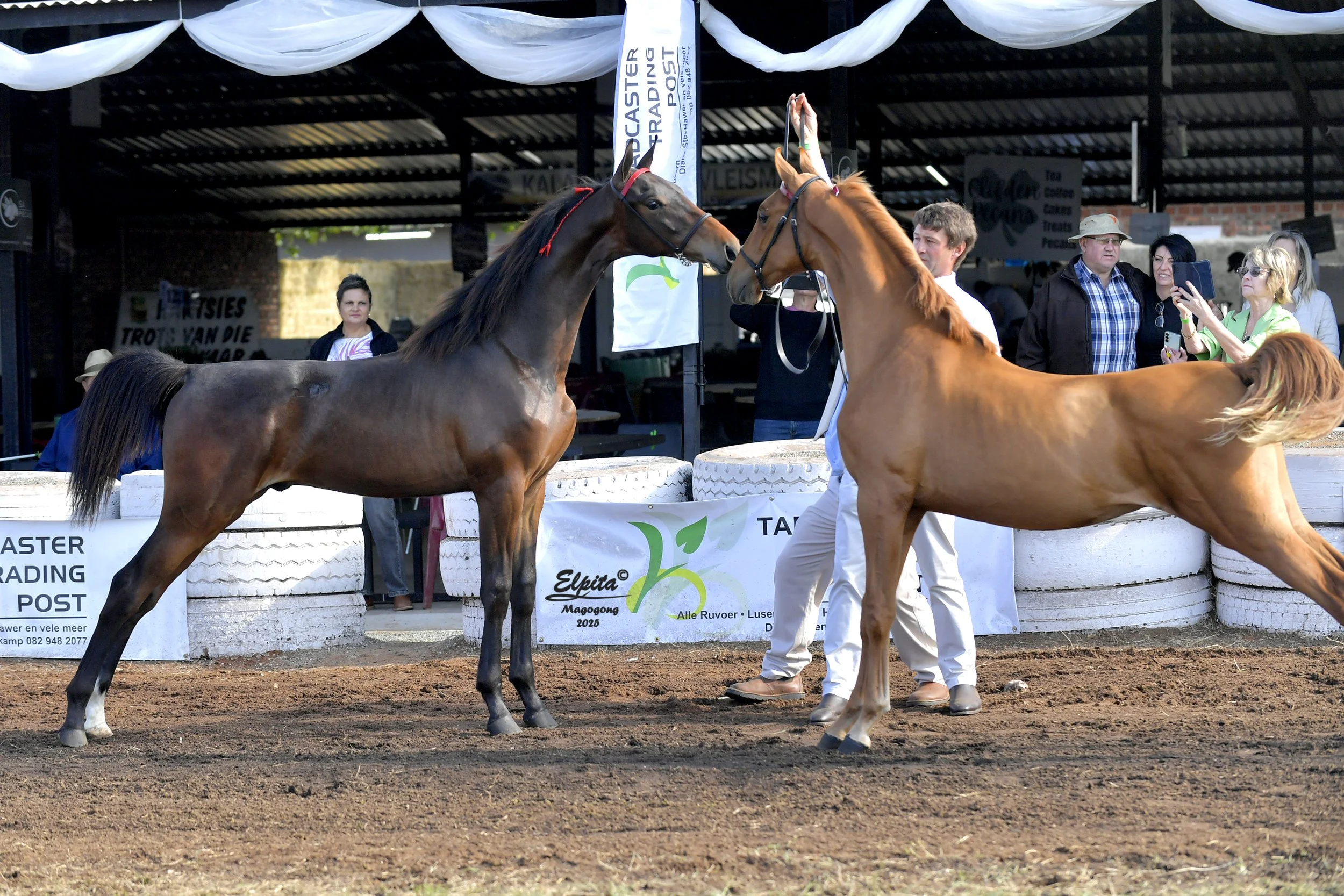 1 -3 October 2026, Saalperd & Friesperd Streekskou Magogong - Vaalharts Pekanfees - Dirkie McKenzie - Corlien Becker - 083 3487996 , Location MAGOGONG skougronde , Horse show Hartswater/ Perdeskou  Vaalharts besproeingsskema, HILUX