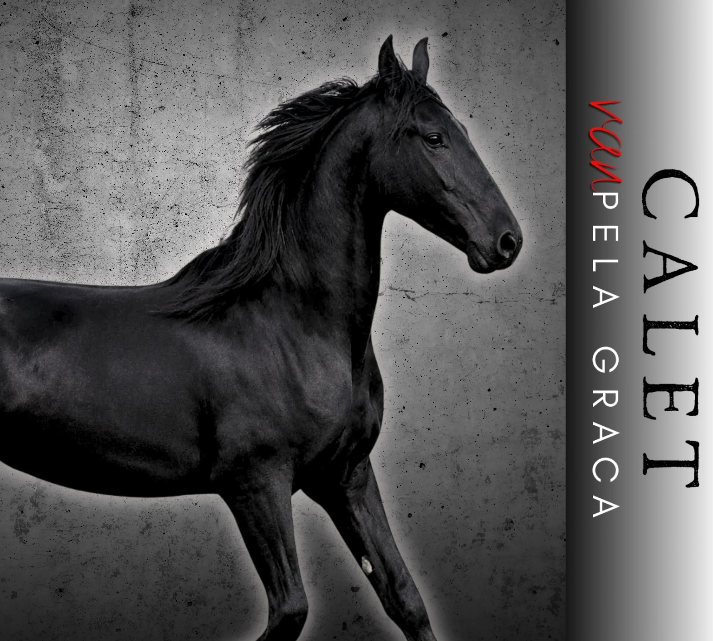 CALET van Pela Graca @ Naauwpoort Friesian Stud/ Friesperde/ Horse breeders South-Africa / Hartswater/ Stables / Corlien Becker horse breeder/ Guest Farm Hartswater Noord-Kaap - Friesperd Telersgenootskap van Suid-Afrika