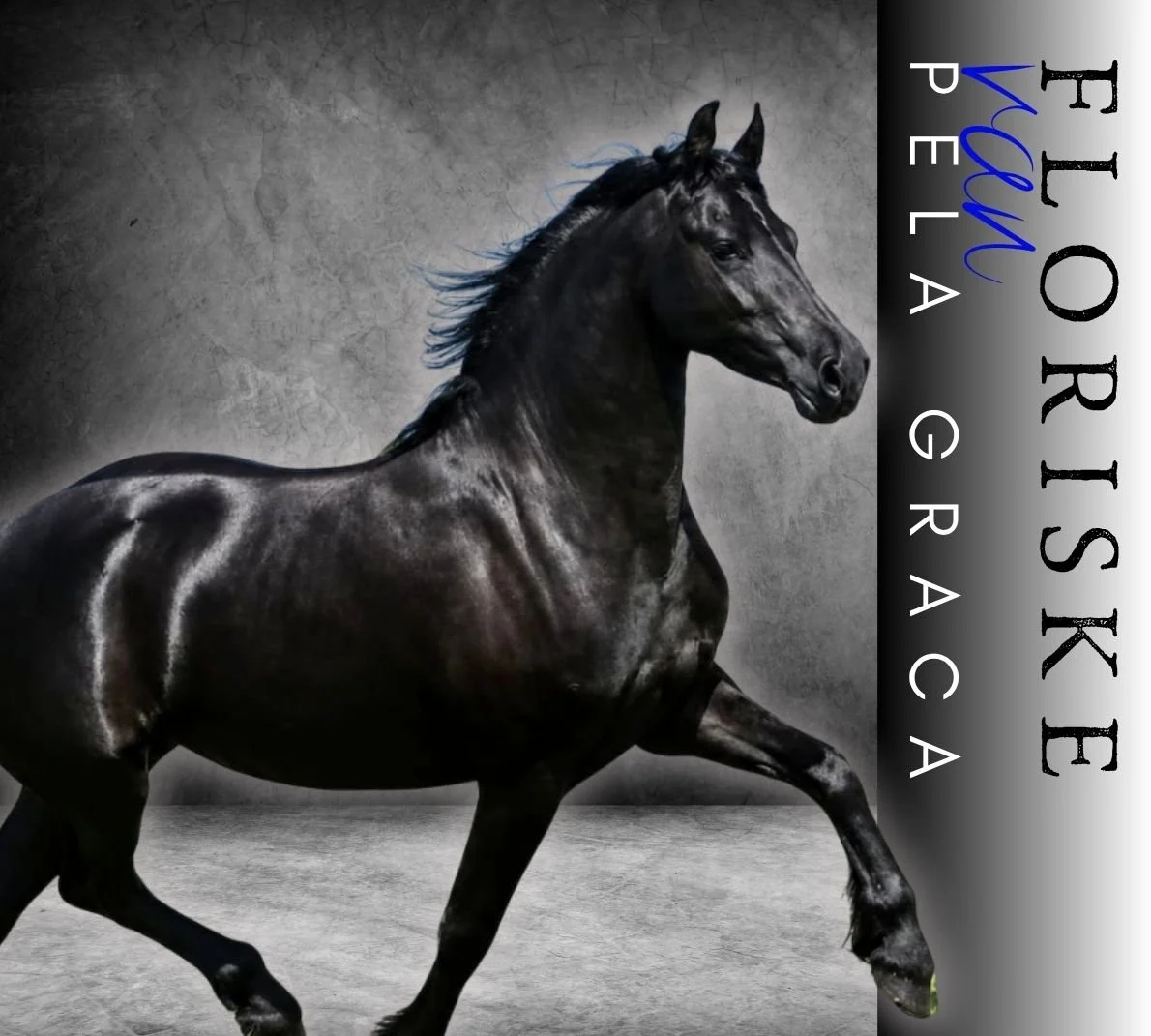 FLORISKE  van Pela Graca @ Naauwpoort Friesian Stud/ Friesperde/ Horse breeders South-Africa / Hartswater/ Stables / Corlien Becker horse breeder/ Guest Farm Hartswater Noord-Kaap - Friesperd Telersgenootskap van Suid-Afrika