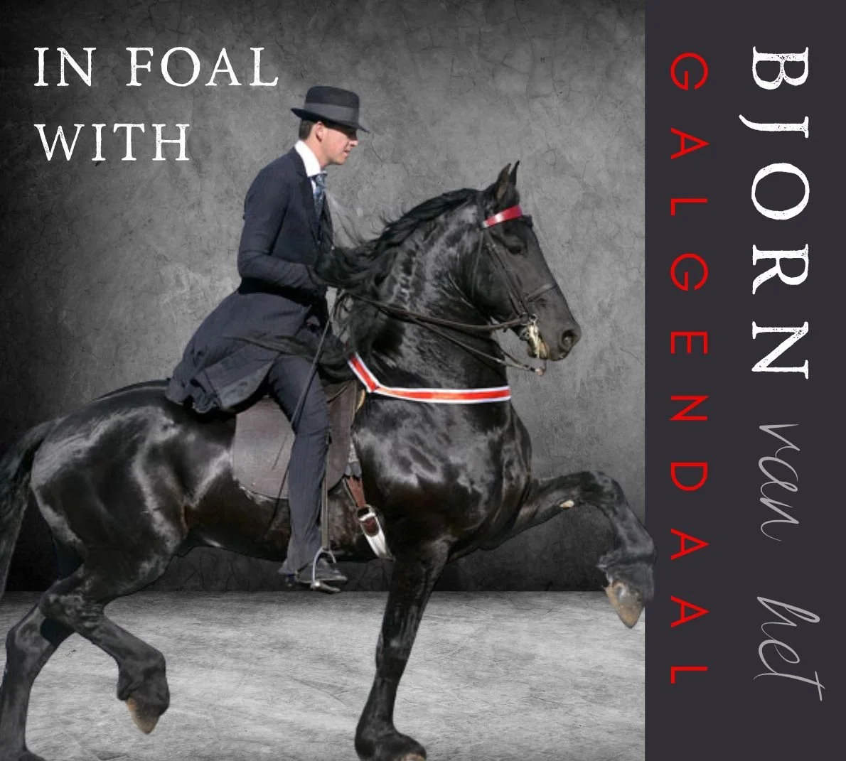 A man in a suit and fedora riding a rearing black horse with a gray background. The image contains stylized text that reads 'In Foal with Your Gallendate'.