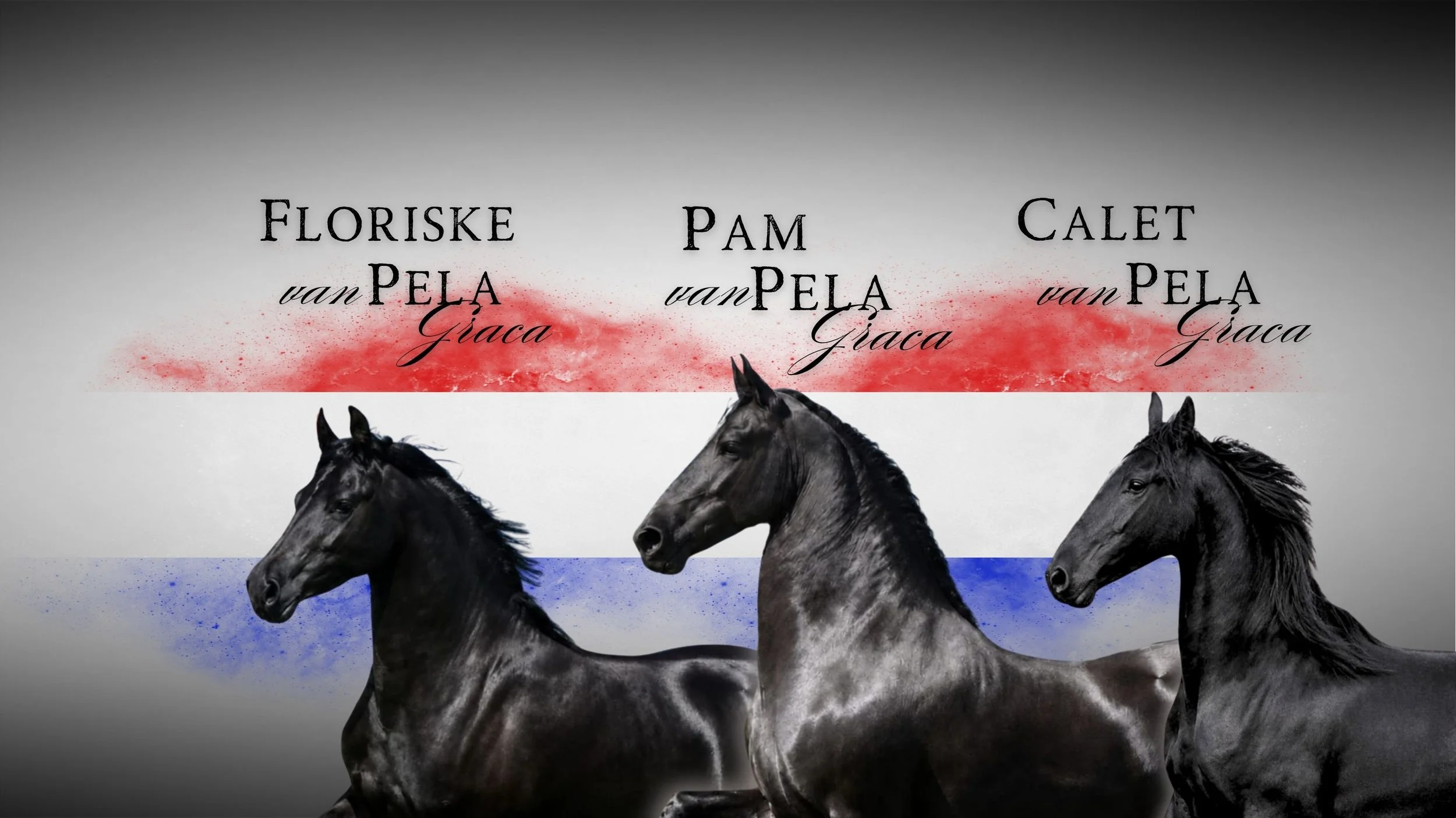 Friesian Horses Logo Naauwpoort Friesian Stud Owner: Corlien Becker Hartswater Noord-Kaap Friesperd teler