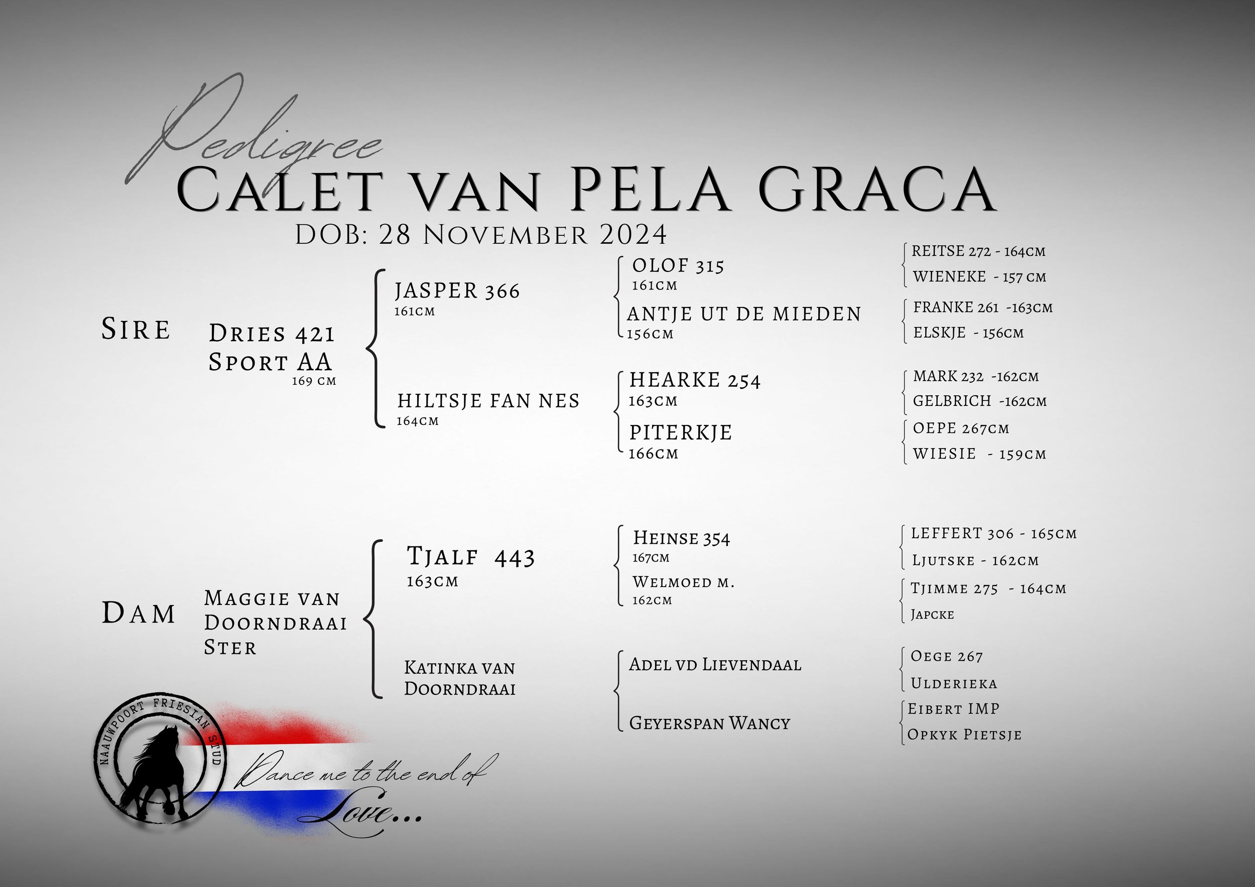 Pedigree Calet van Pela Graca @ Naauwpoort Friesian Stud Owner: Corlien Becker