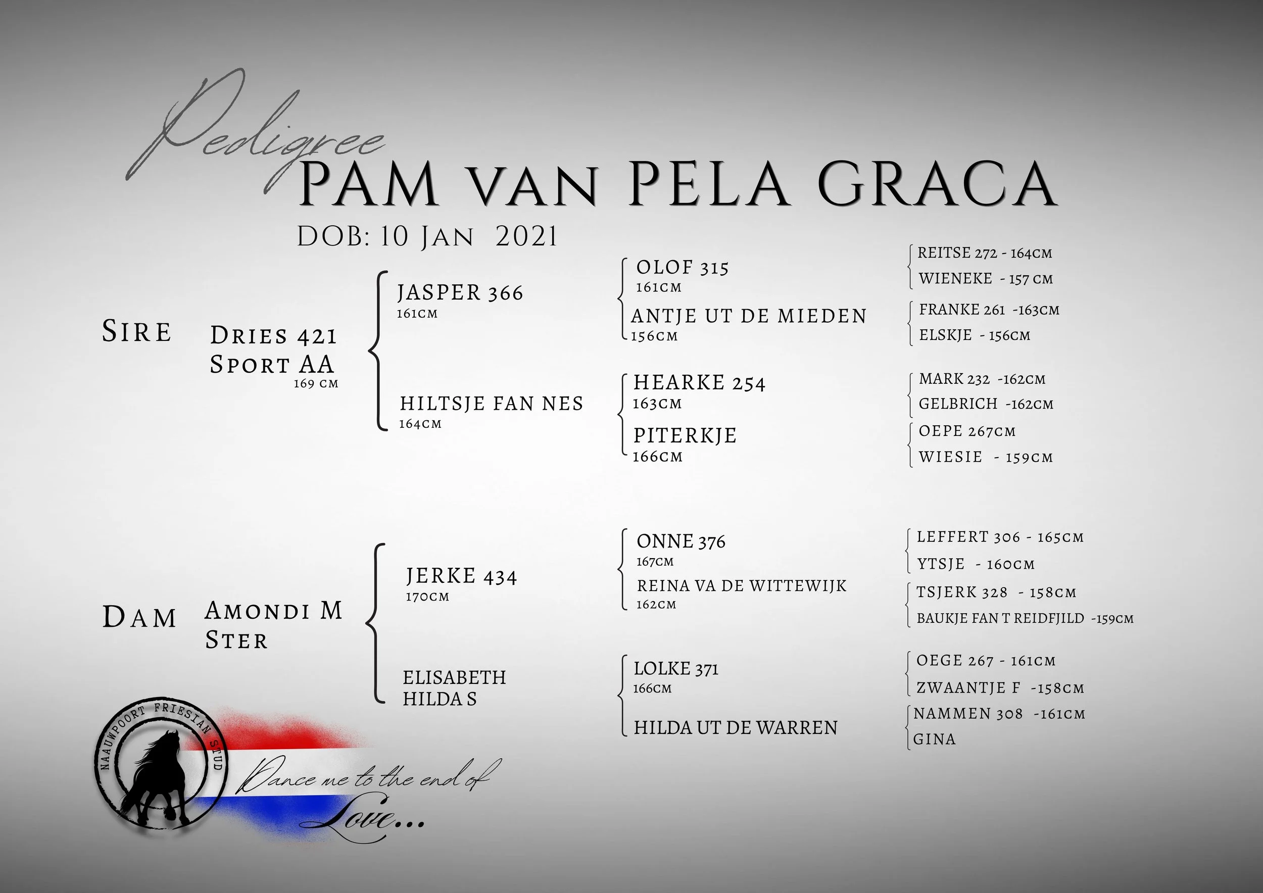 Pedigree Pam van Pela Graca @ Naauwpoort Friesian Stud  Owner: Corlien Becker
