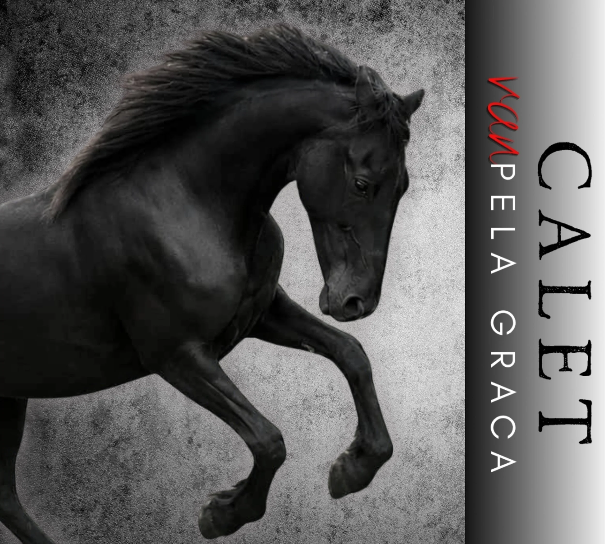 CALET van Pela Graca @ Naauwpoort Friesian Stud/ Friesperde/ Horse breeders South-Africa / Hartswater/ Stables / Corlien Becker horse breeder/ Guest Farm Hartswater Noord-Kaap - Friesperd Telersgenootskap van Suid-Afrika