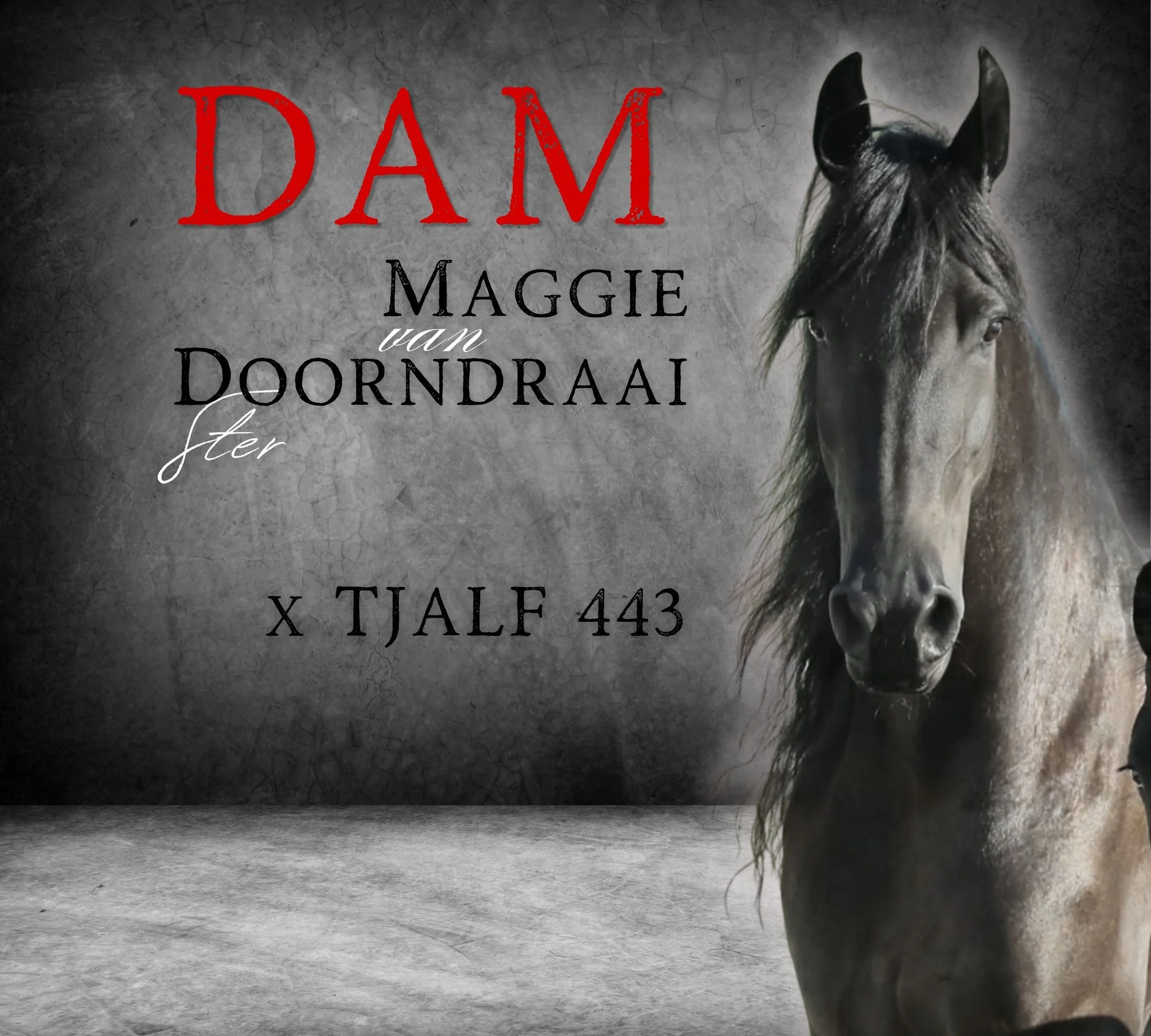 Maggie Van Doornrdraai DAM of CALET van Pela Graca @ Naauwpoort Friesian Stud/ Friesperde/ Horse breeders South-Africa / Hartswater/ Stables / Corlien Becker horse breeder/ Guest Farm Hartswater Noord-Kaap - Friesperd Telersgenootskap van SA