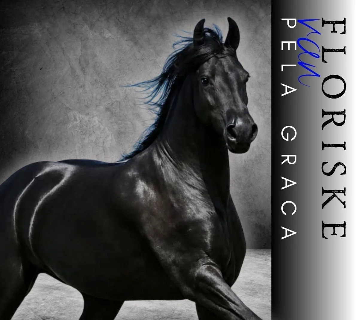 FLORISKE van Pela Graca @ Naauwpoort Friesian Stud/ Friesperde/ Horse breeders South-Africa / Hartswater/ Stables / Corlien Becker horse breeder/ Guest Farm Hartswater Noord-Kaap - Friesperd Telersgenootskap van Suid-Afrika