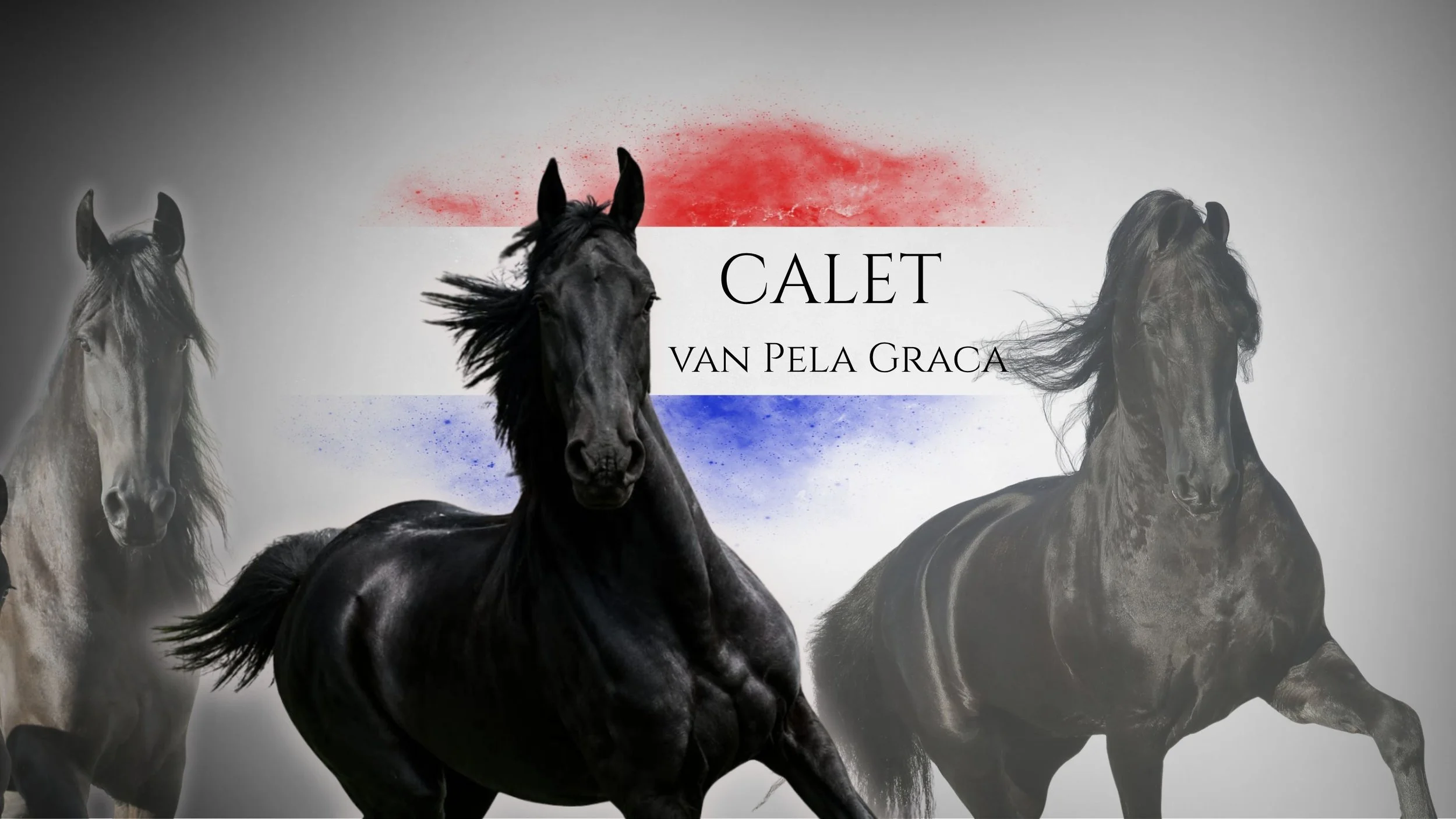 CALET van Pela Graca @ Naauwpoort Friesian Stud/ Friesperde/ Horse breeders South-Africa / Hartswater/ Stables / Corlien Becker horse breeder/ Guest Farm Hartswater Noord-Kaap - Friesperd Telersgenootskap van Suid-Afrika