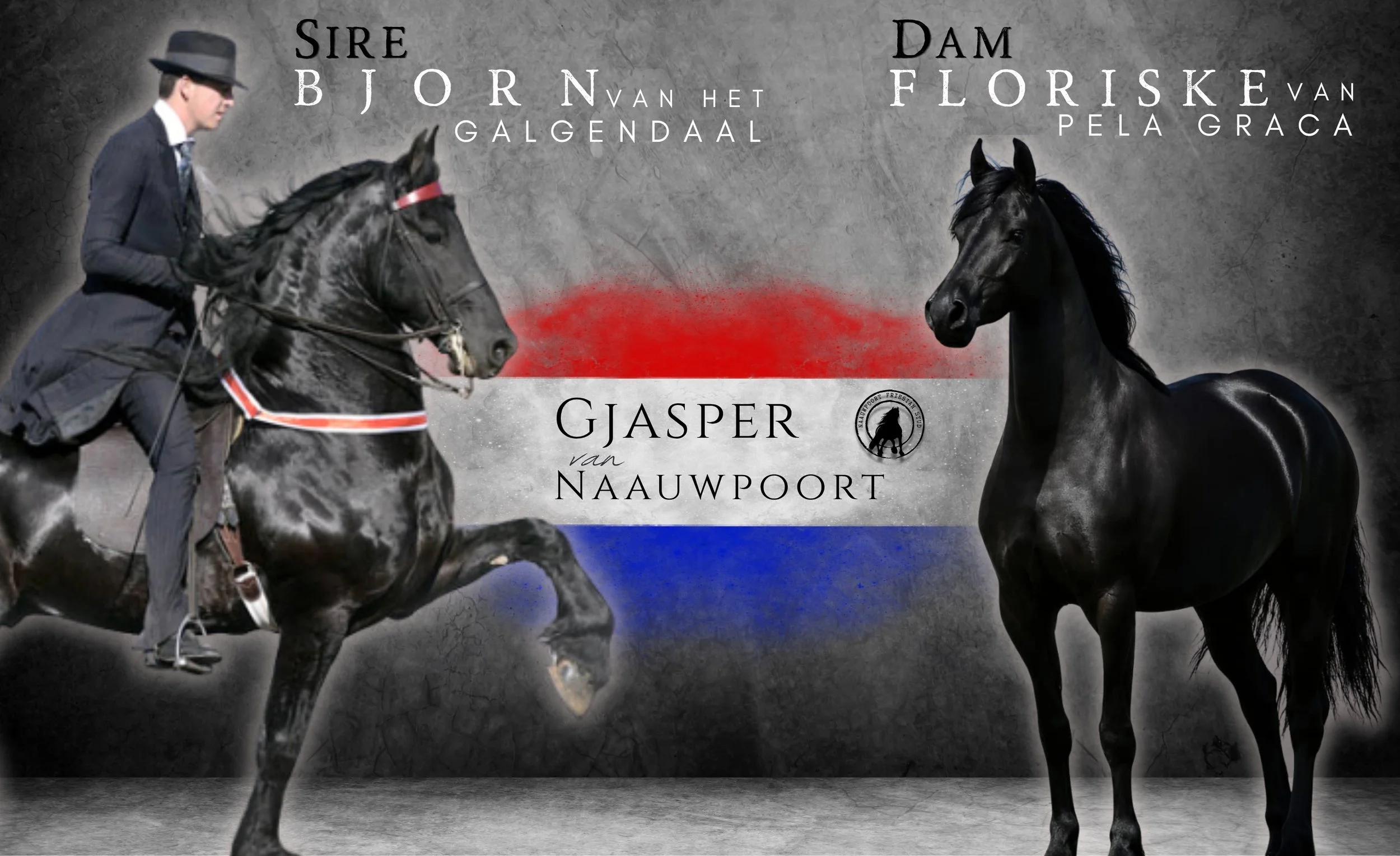 Dam & Sire of Gjasper van Nauwpoort.
