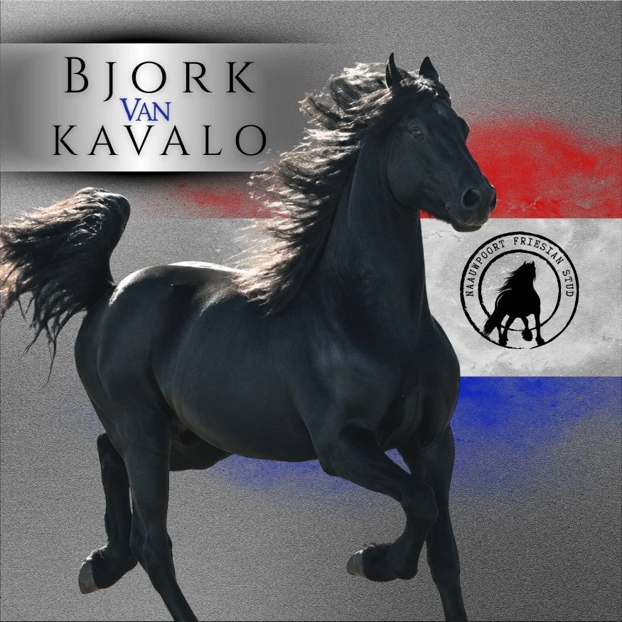 Black horse running on a background featuring the Dutch flag and a logo for Nautpoort Friesian Stud.