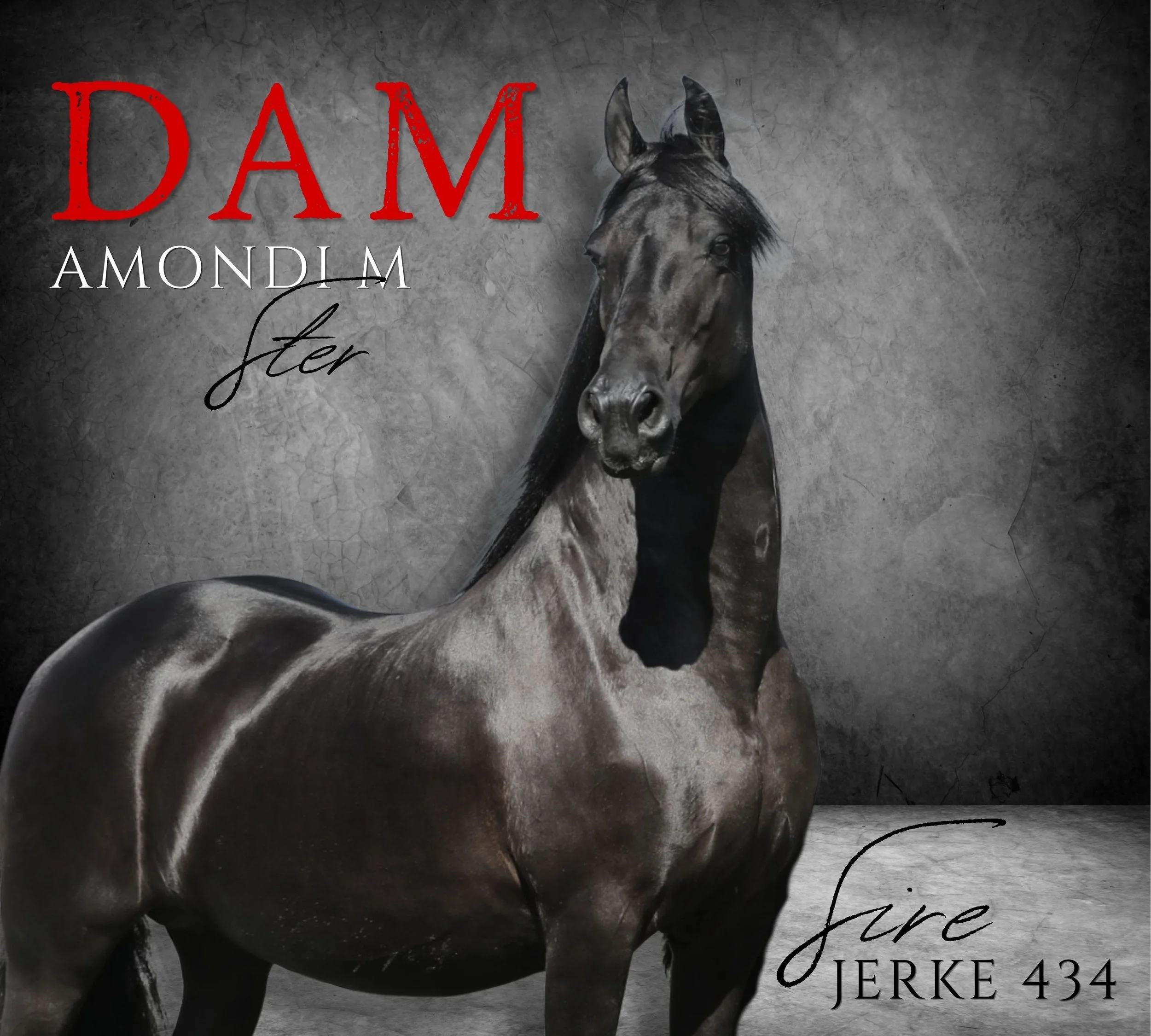 AMONDI M 'JERKE 434'.  Dam of PAM & FLORISKE van Pela Graca @ Naauwpoort Friesian Stud/ Friesperde/ Horse breeders South-Africa / Hartswater/ Stables / Corlien Becker horse breeder/ Guest Farm Hartswater  Friesperd Telersgenootskap