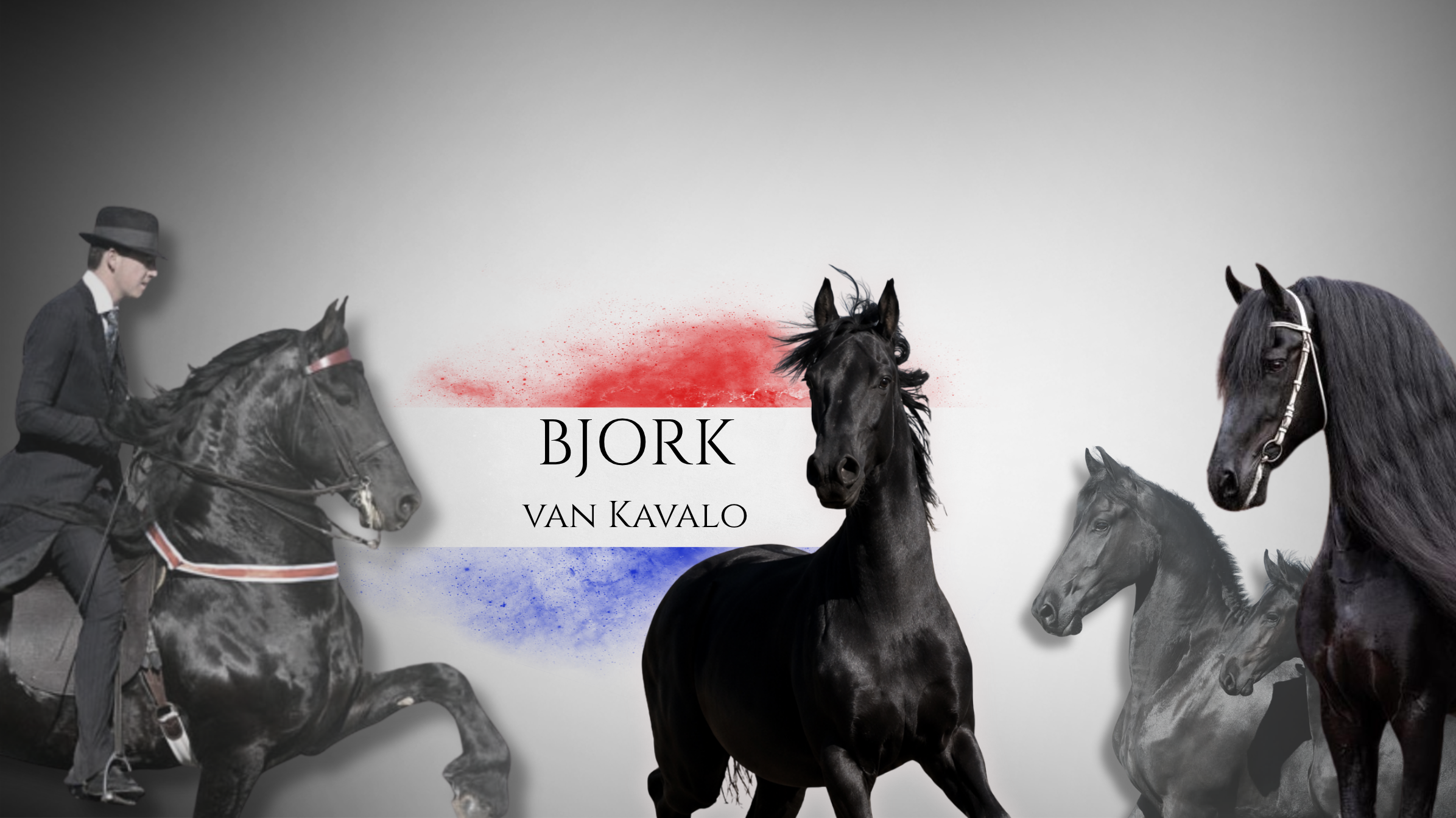 BJORK H van Kavalo @Naauwpoort Friesian Stud