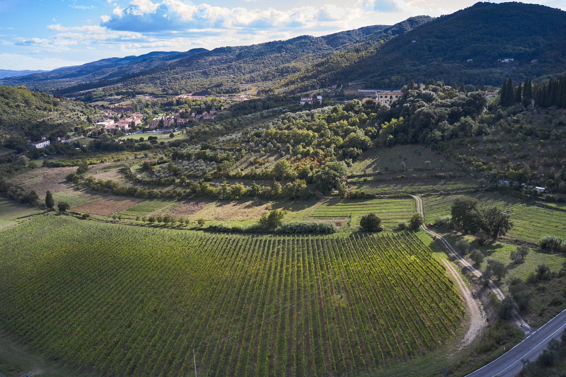 merlaia-vigneto-torre-a-cona.jpeg