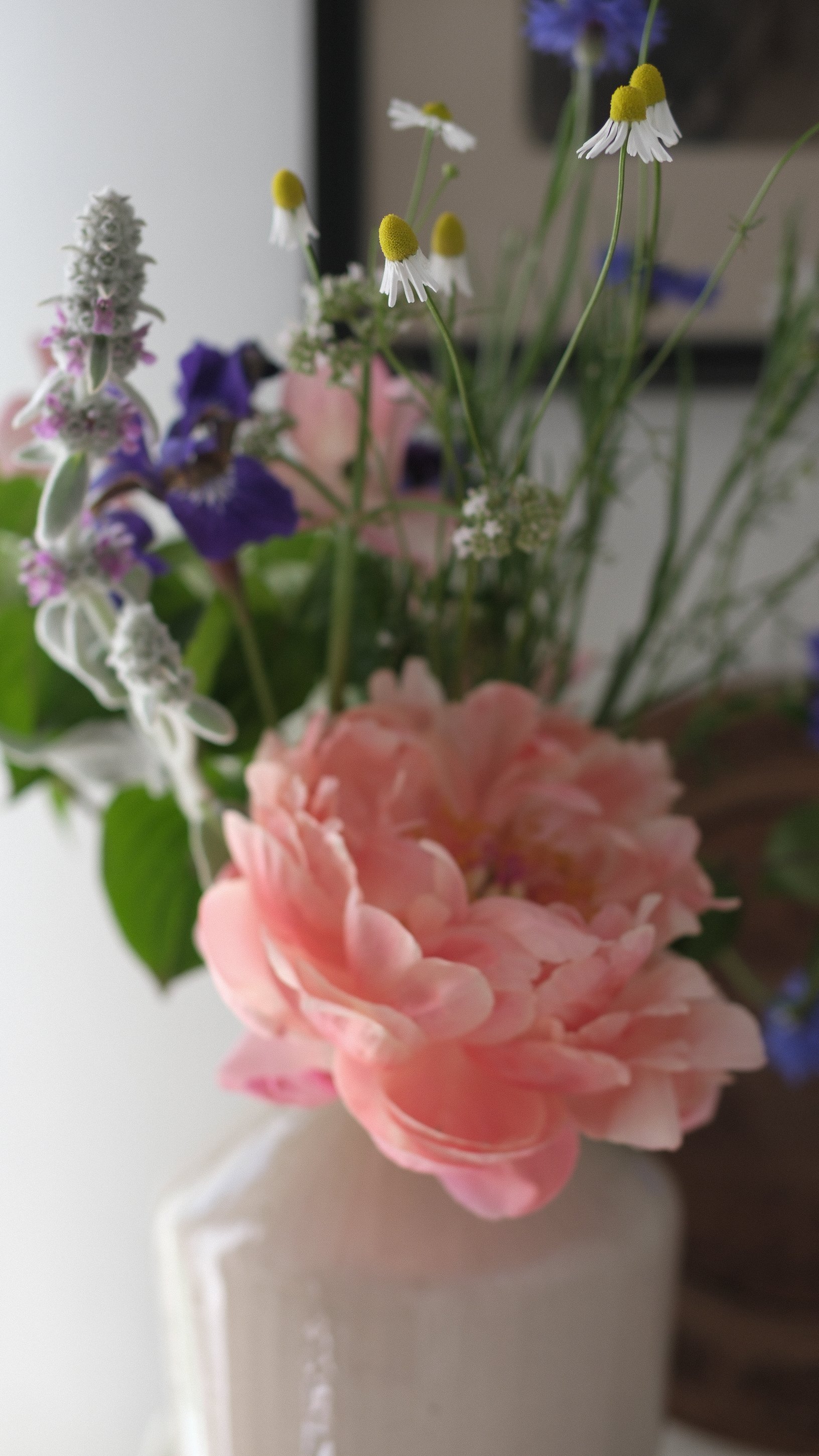 Spring flowers & Clem 2-34.jpg