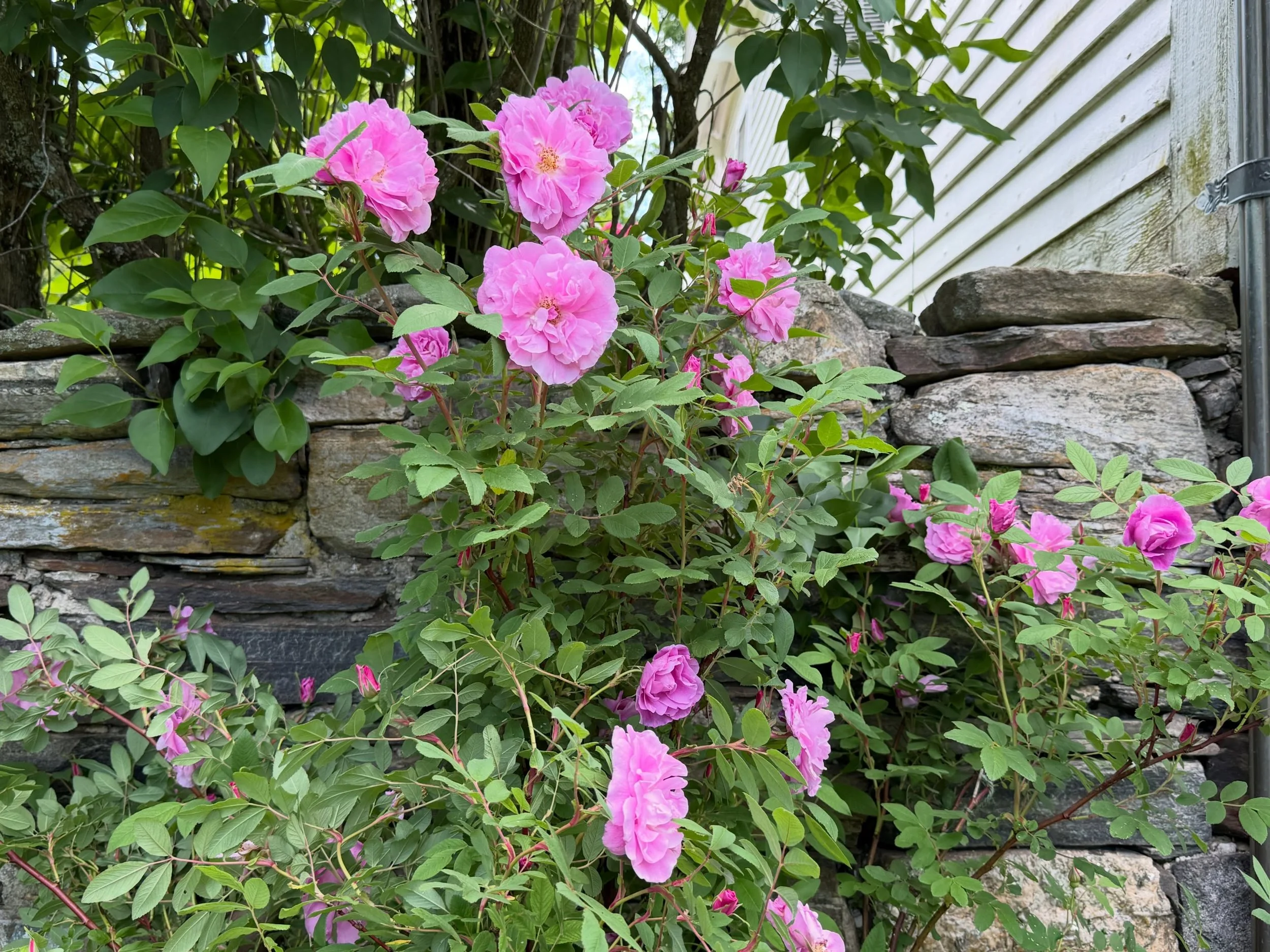 This week in flowers 🌺 
Have a beautiful weekend and don&rsquo;t forget to stop and smell the roses. 
For those of you looking for fresh bouquets each week - either to be delivered or picked up right here in Bethlehem please note that next week we w