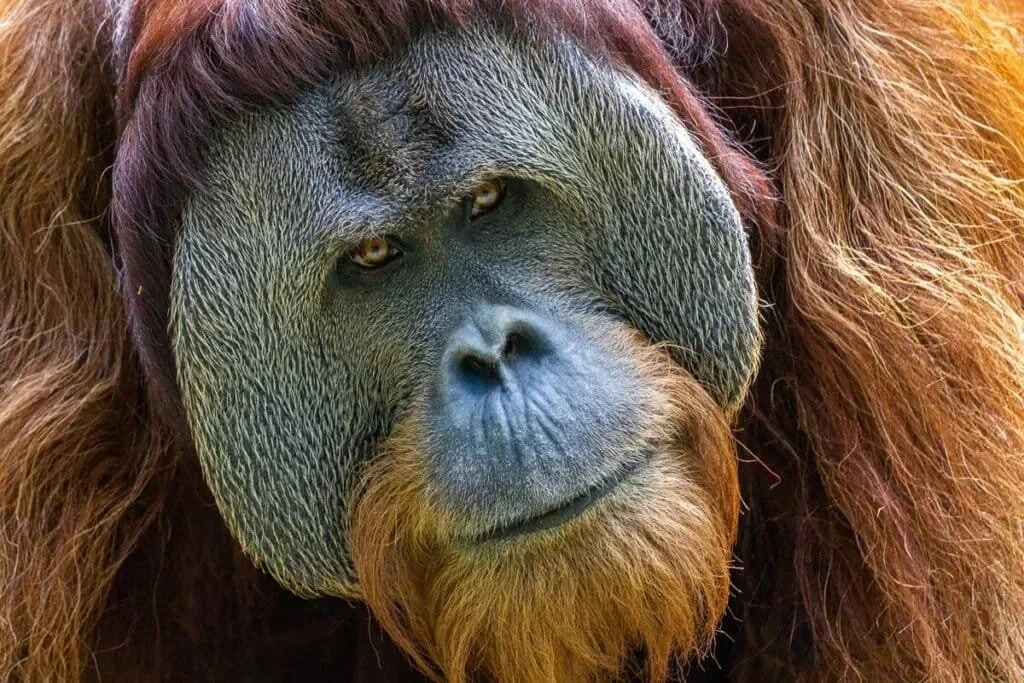 Henry the Ape - Cincinnati Zoo, Ohio.