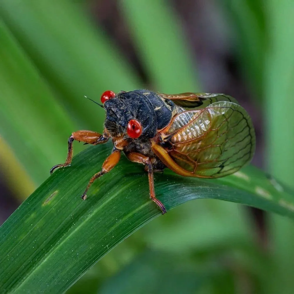 An example of a focus-stacked image of a cicada.