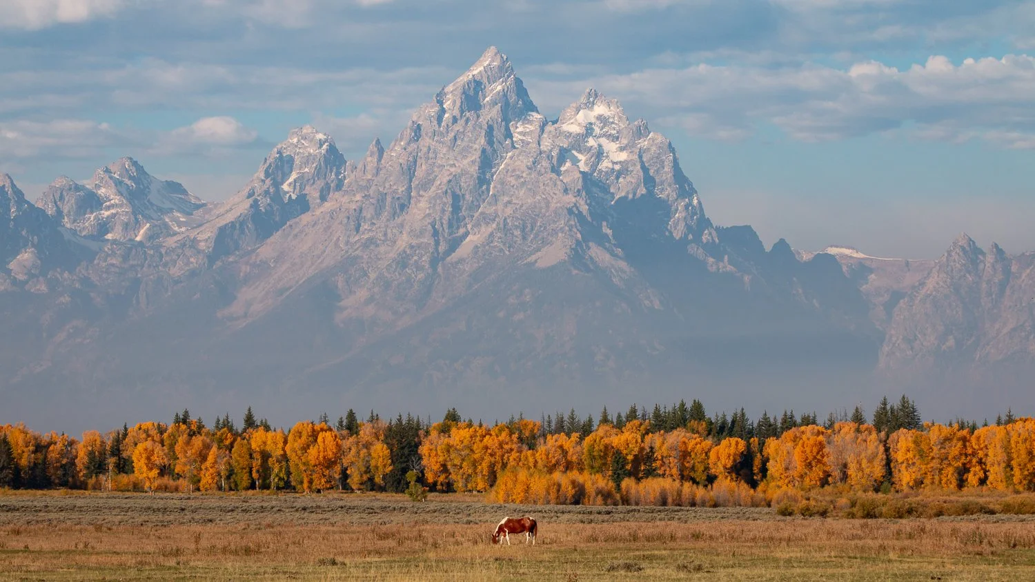 Grazing in the Tetons.