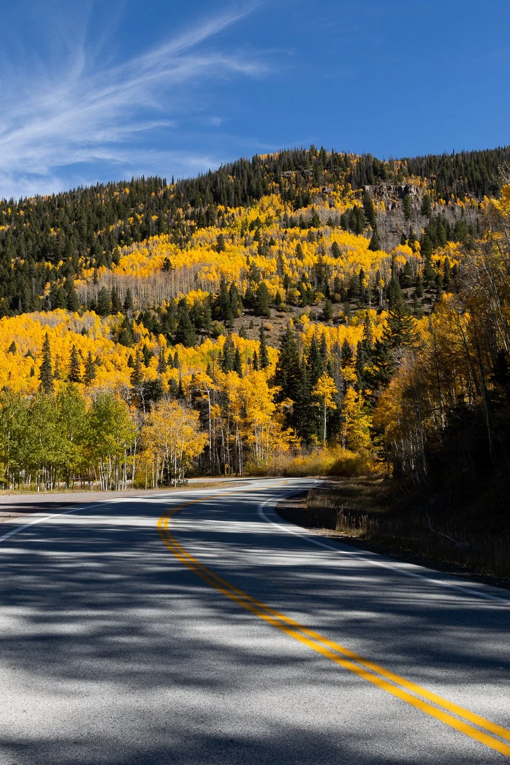 Fall in the Rio Grande National Forest.
