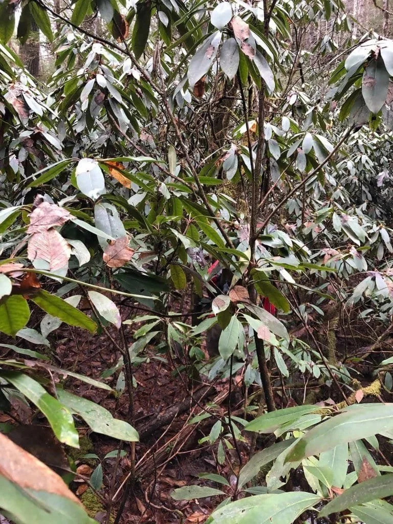 Swimming through rhododendron.