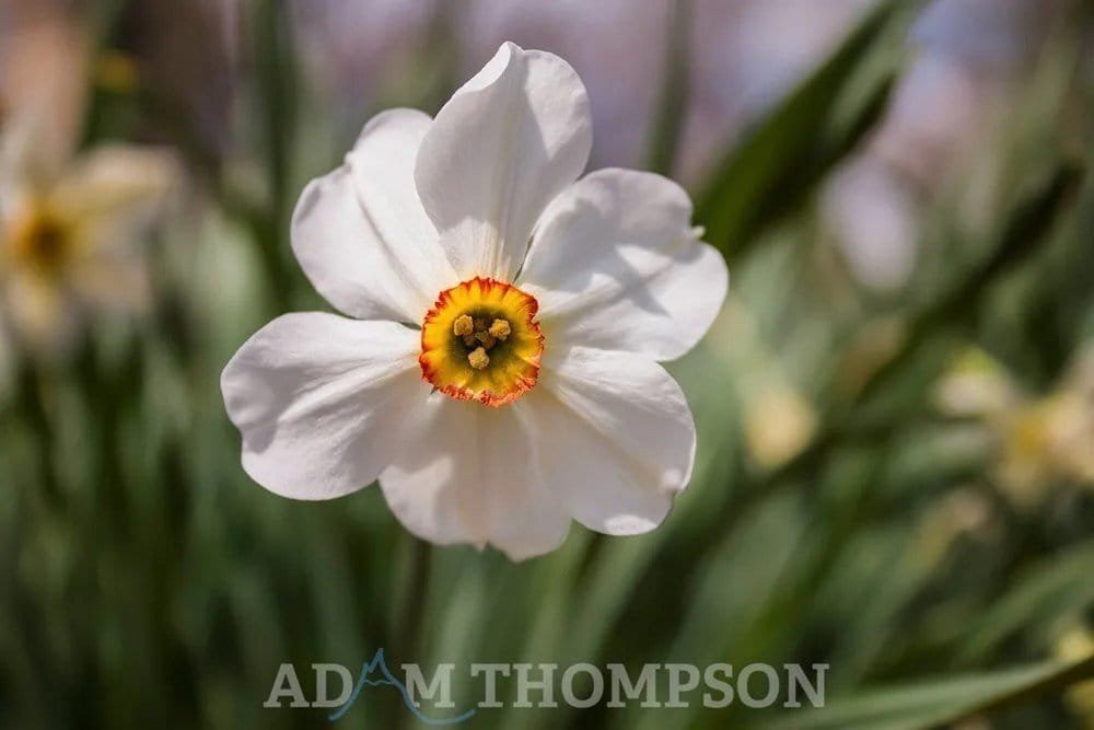 Spring has Sprung – Shot at f/5.0