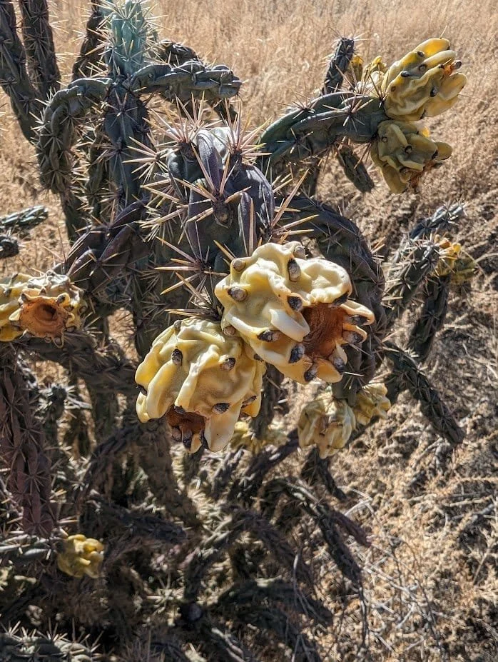 An example of the interesting desert fauna in this area.