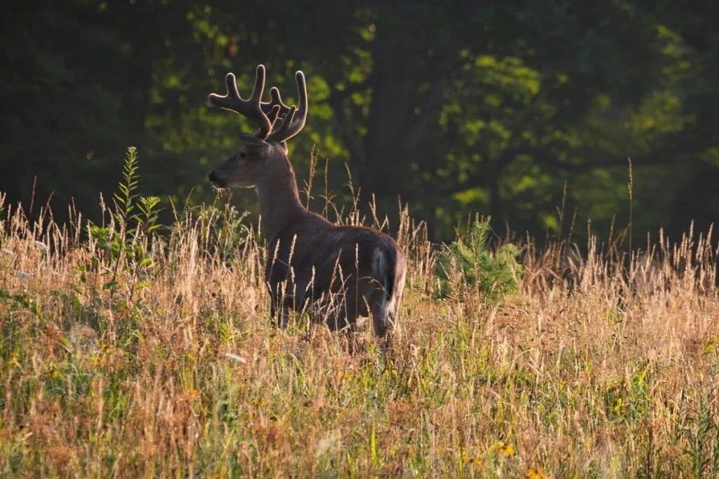 A buck bathed in golden light in Cades Cove, Great Smoky Mountains, Tennessee.