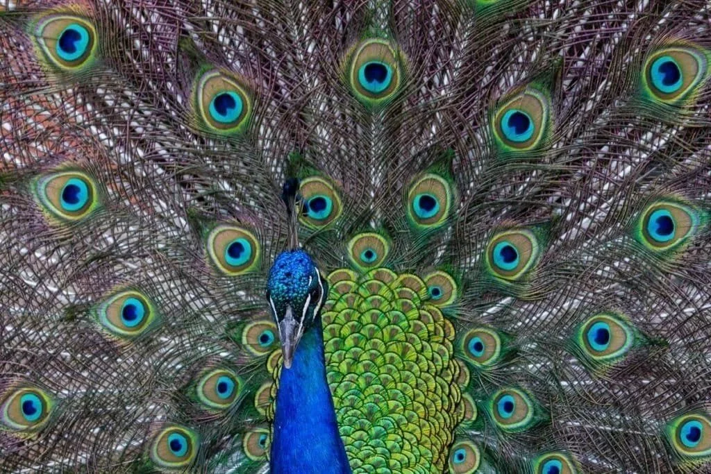 A peacock from the Cincinnati Zoo in Ohio.