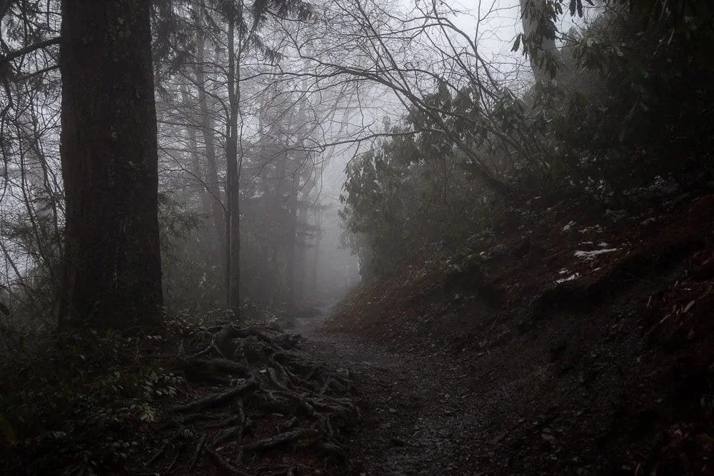 A very foggy morning on Mt. Leconte in the Great Smoky Mountains of Tennessee.