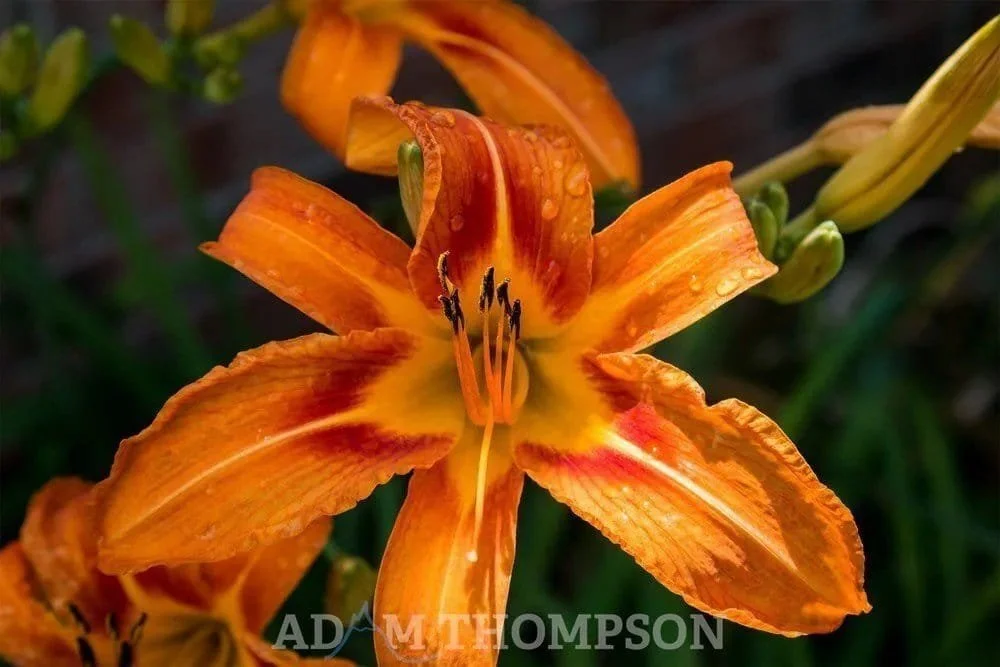 Shallow Depth of Field – Shot at f/4