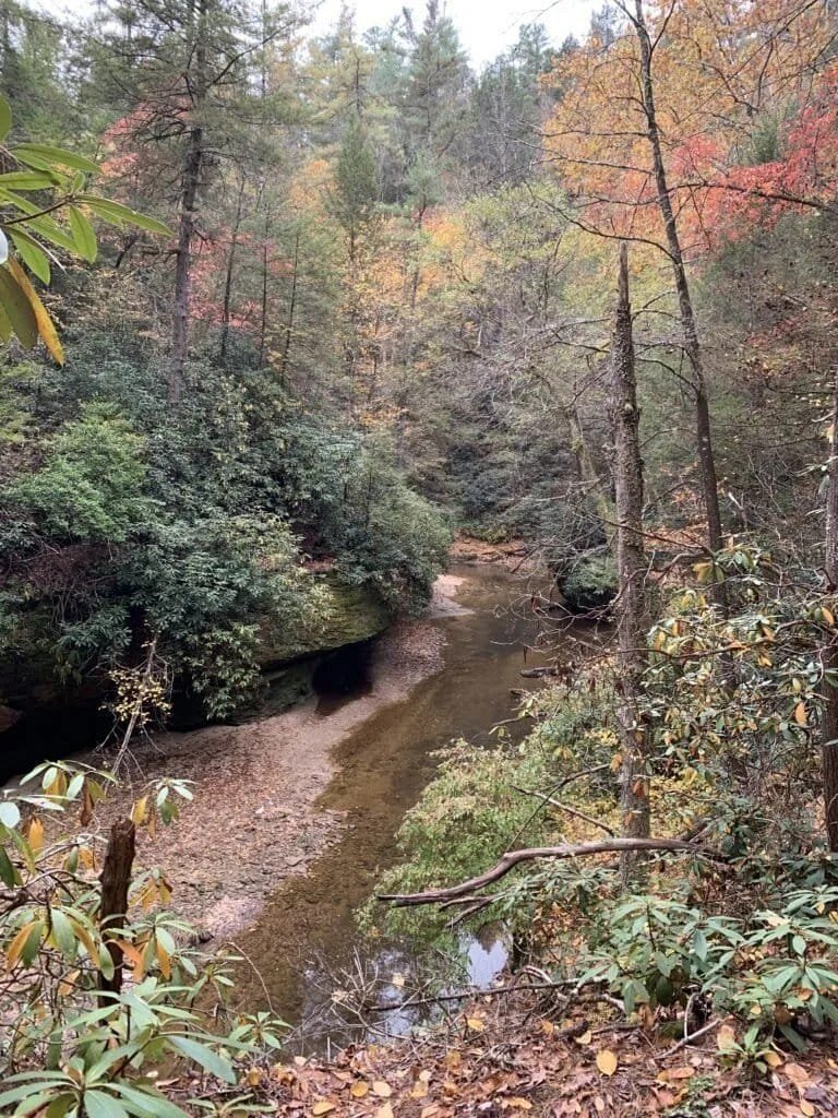 Some fall color surrounding Swift Camp Creek.