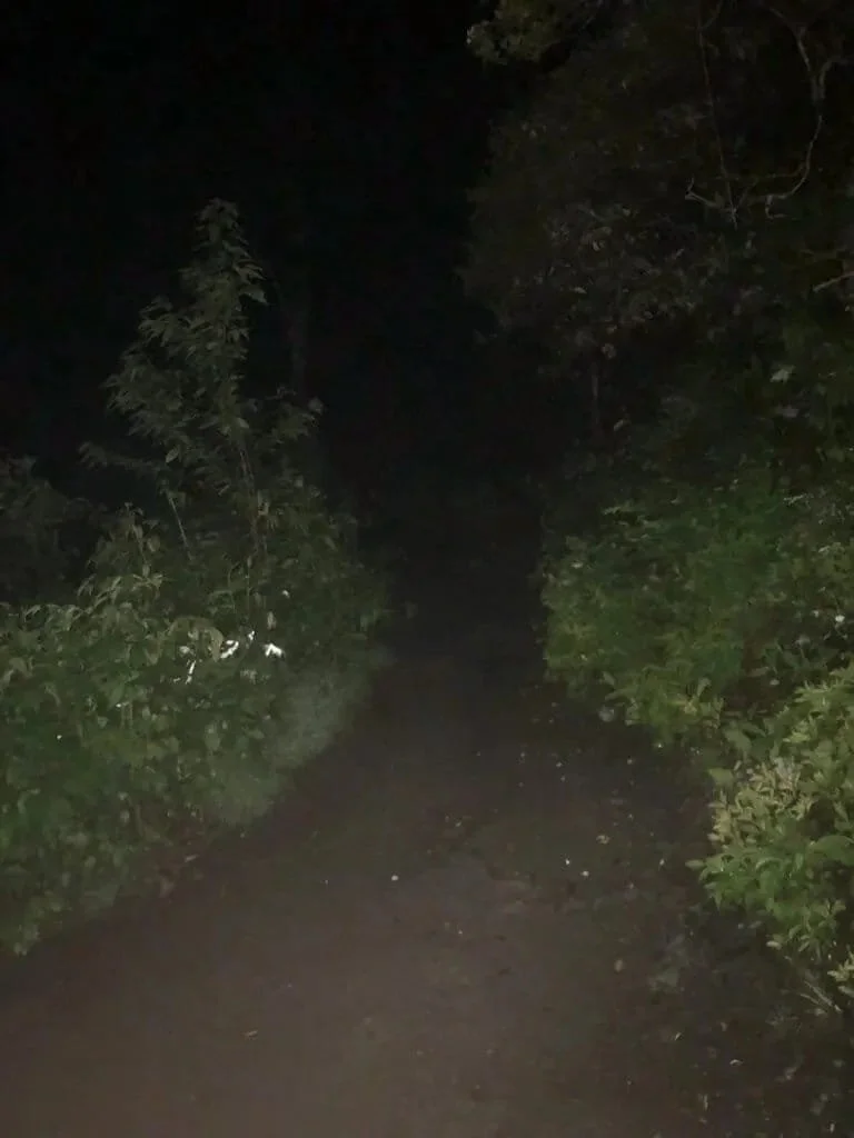 My view for 5.5 miles while night hiking up Mt. Leconte - Great Smoky Mountains National Park, Tennessee.