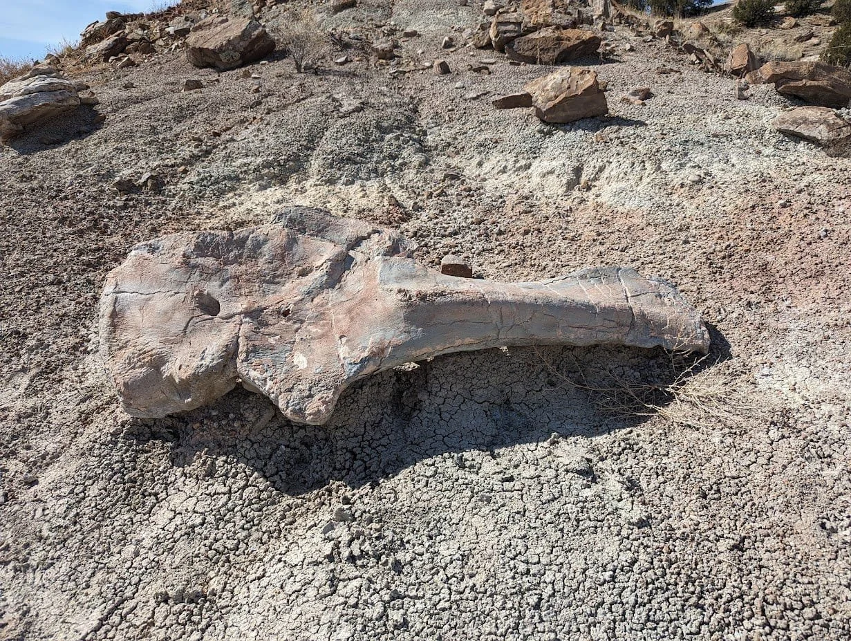 A replica of one of the dinosaur bones found in Picketwire Canyon, Colorado.