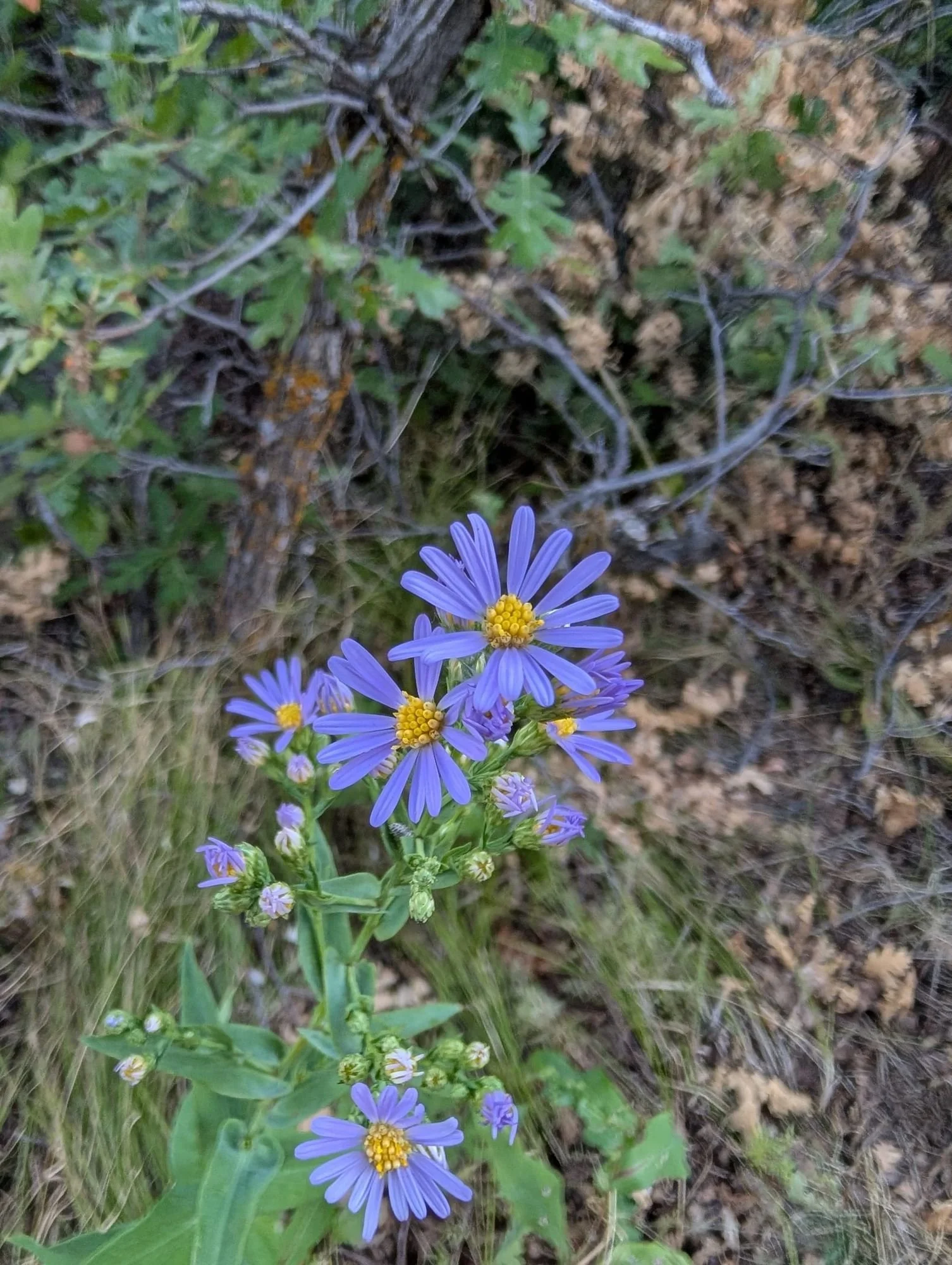 Some wild flowers in Roxborough State Park, Colorado.