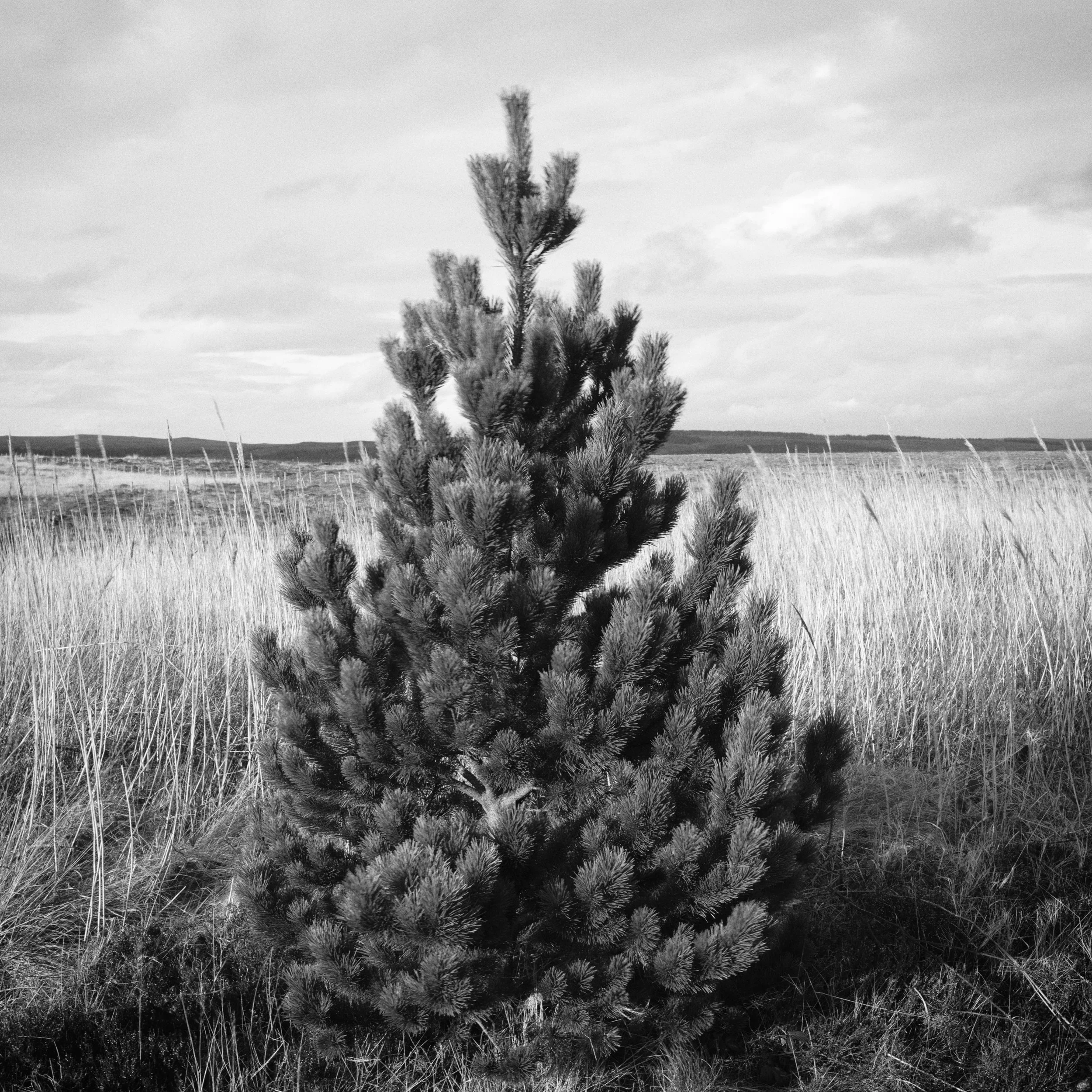 Christmas Tree by the Road ~ Tong ~ Lewis
