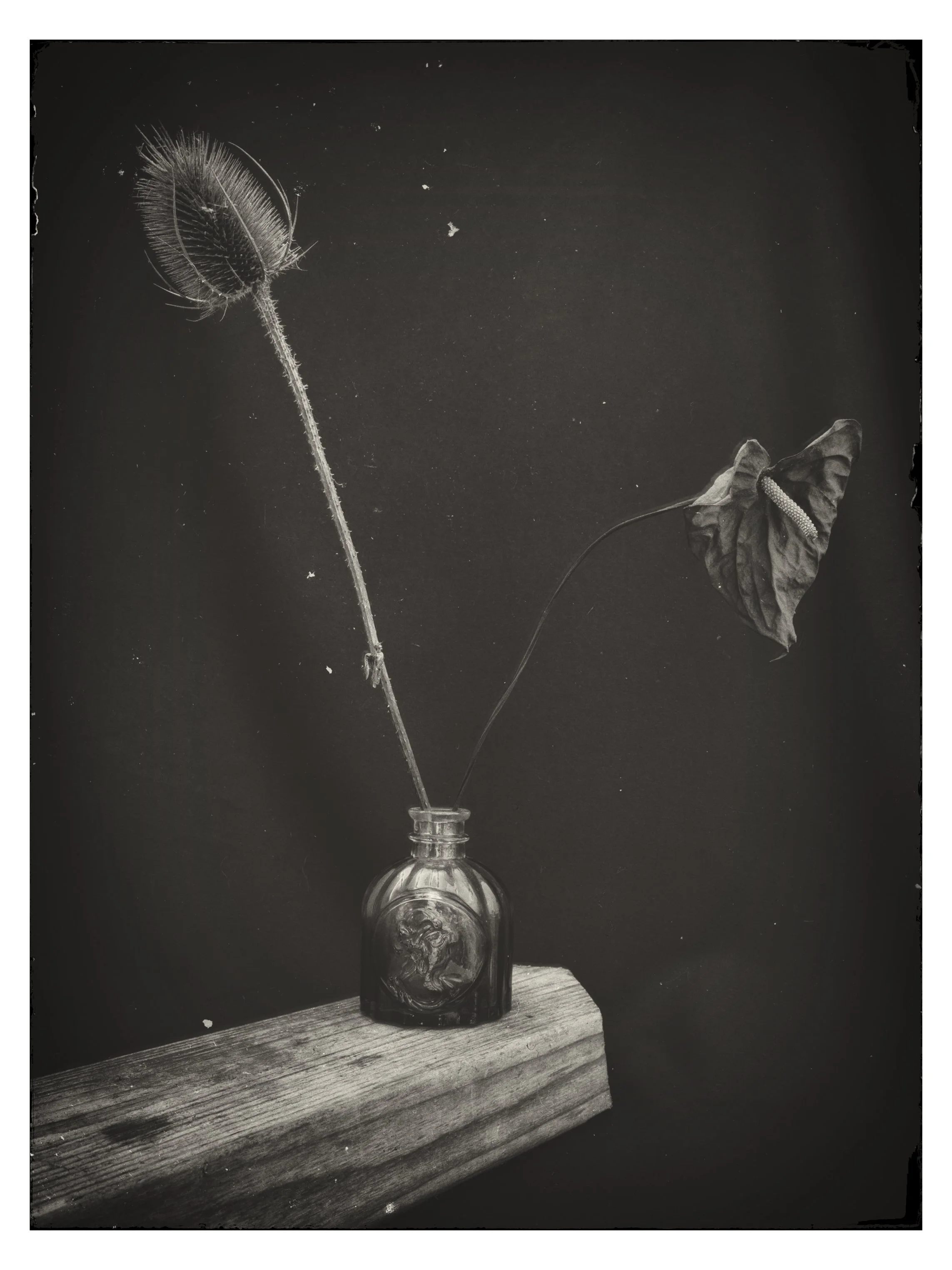Teasel & Flamingo Lily