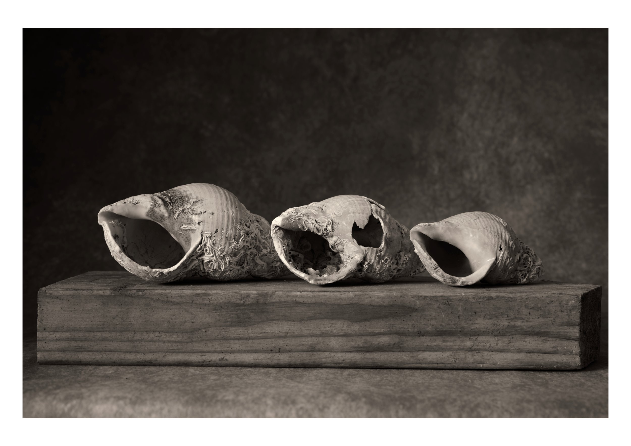 Serene Seashells Collection - Fine Art Print - A3