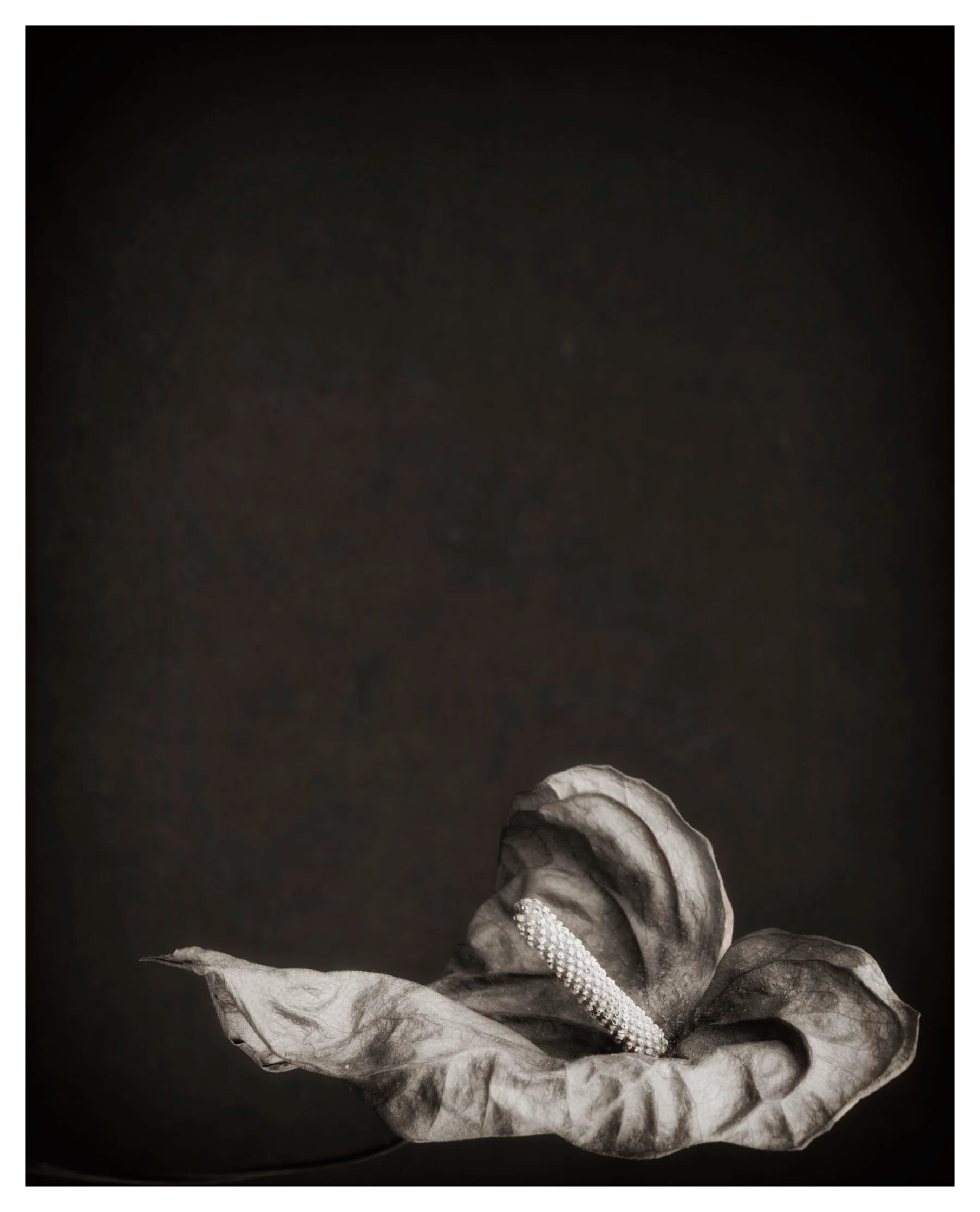 Dried Flamingo Lily Flower Head with Negative Space above.