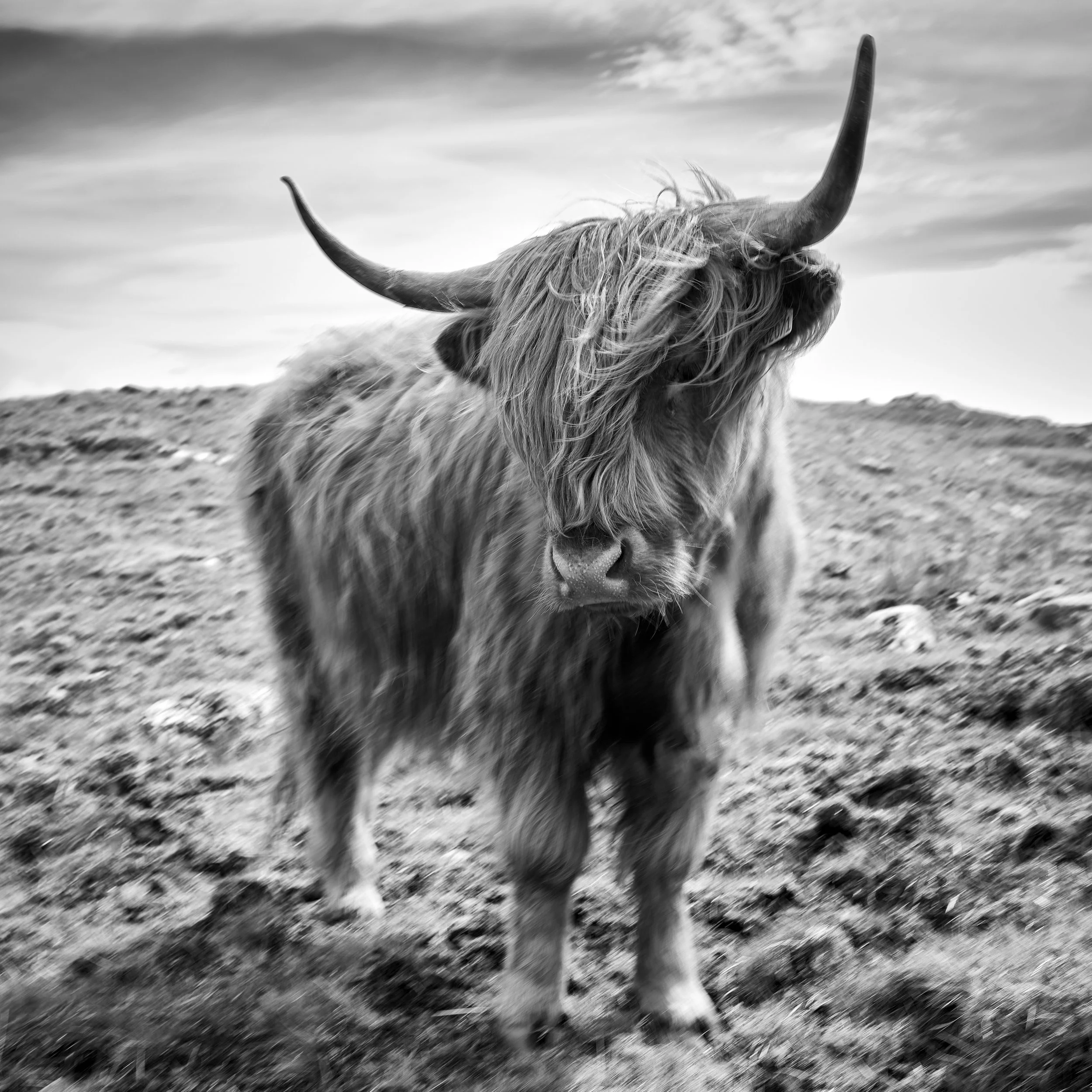 Local Portrait - Orinsay - Lewis