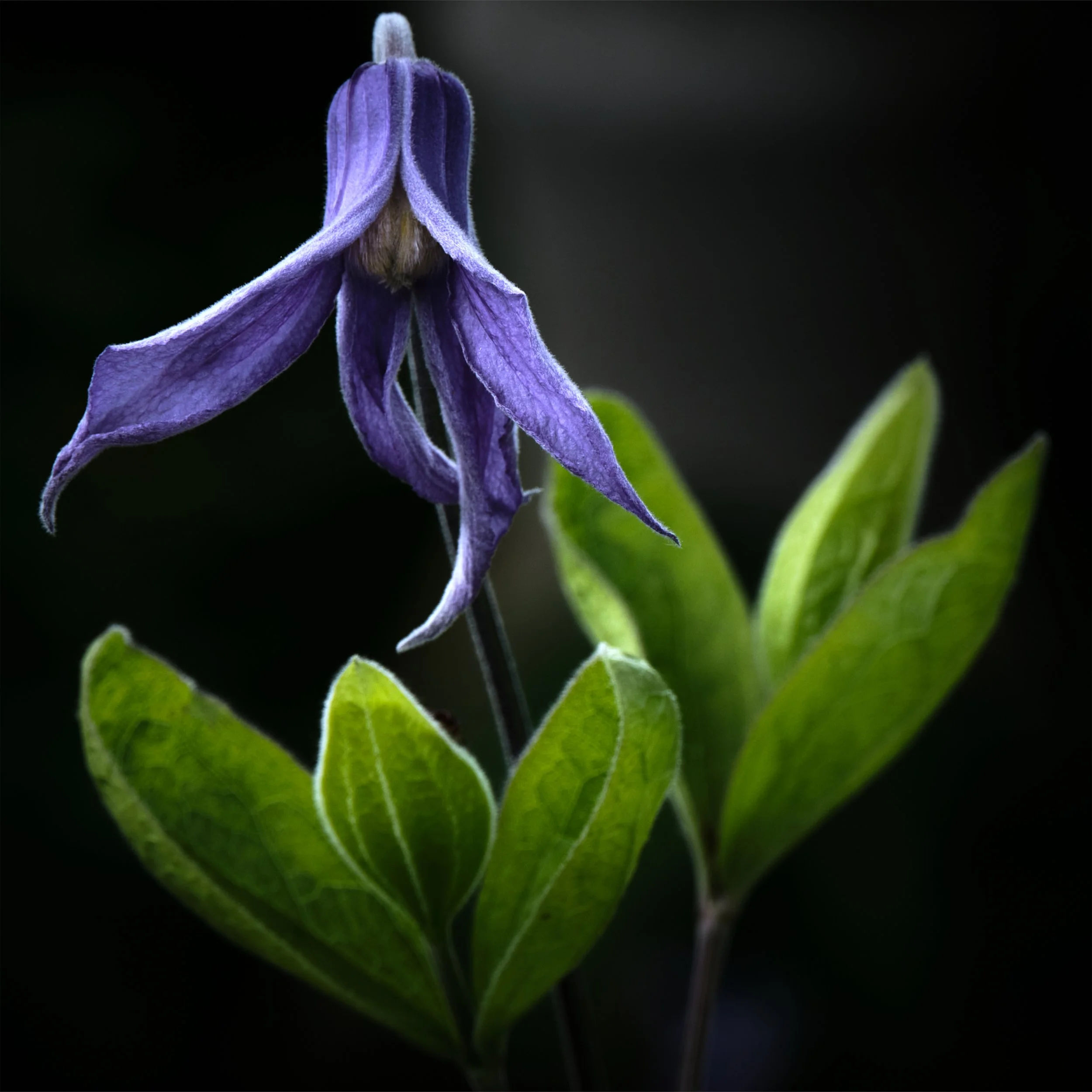 Emerging Clematis