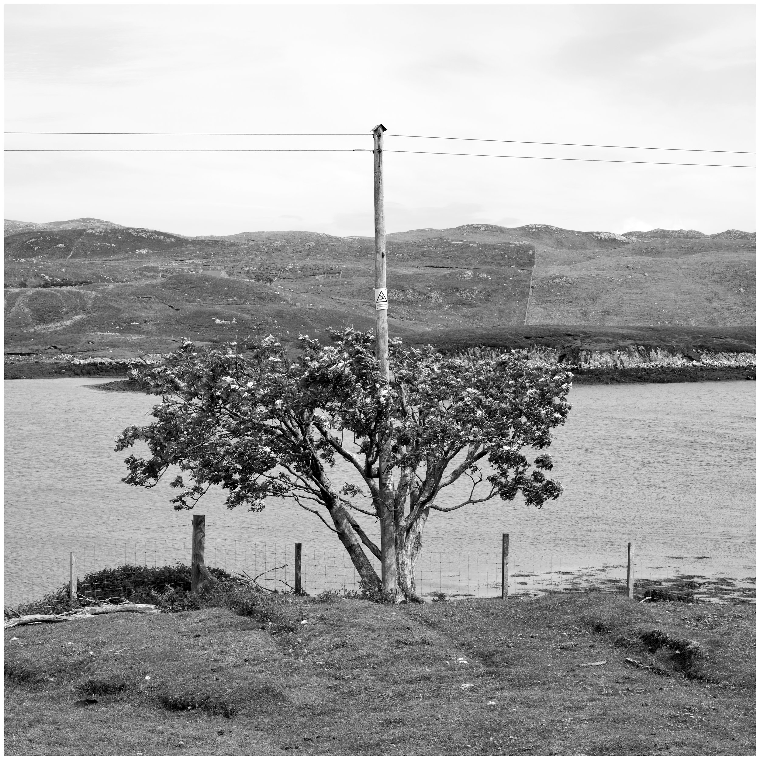 Pole & Tree - South Lochs