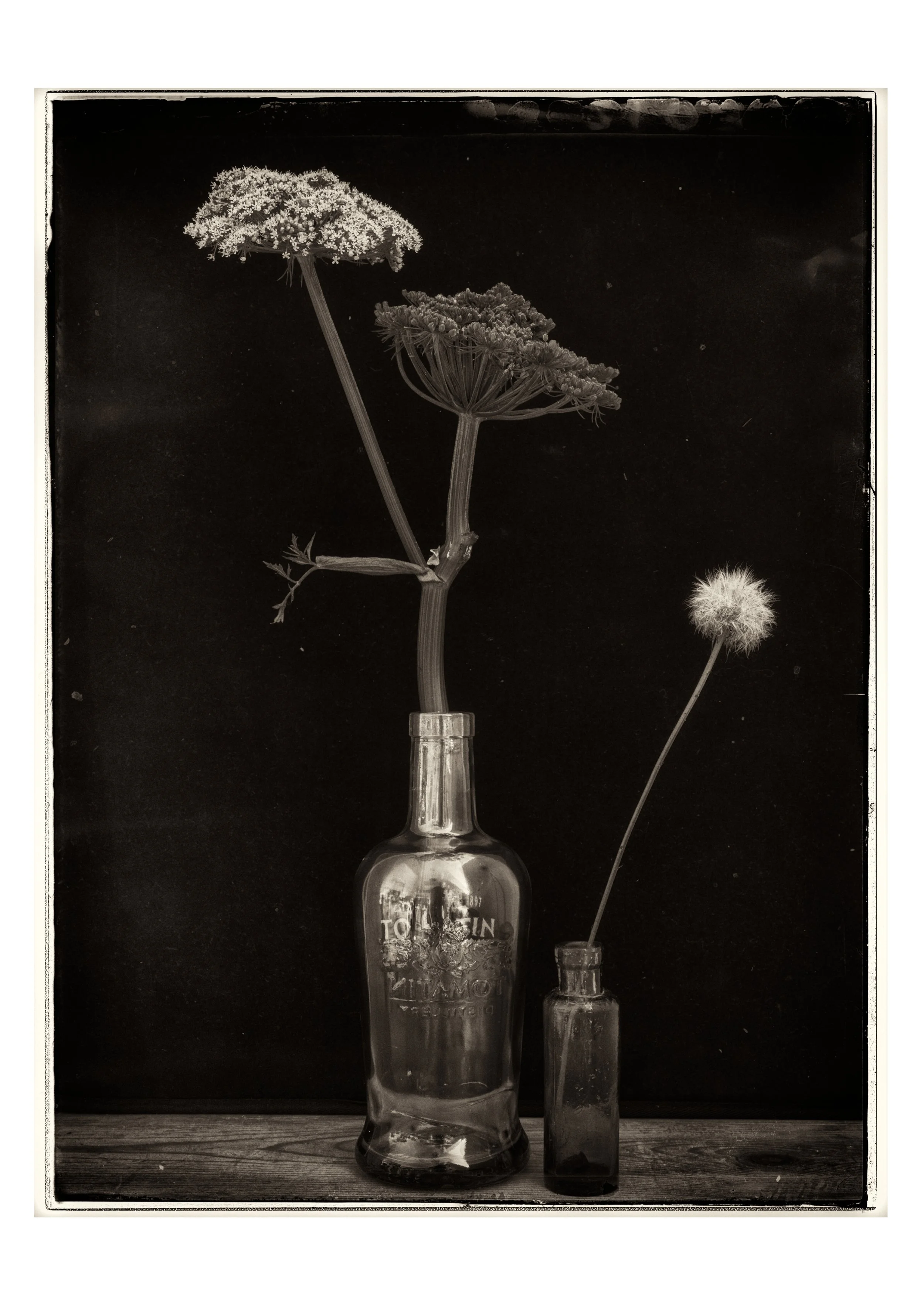 Timeless Botanical Elegance - Fine Art A3 Limited Edition Print