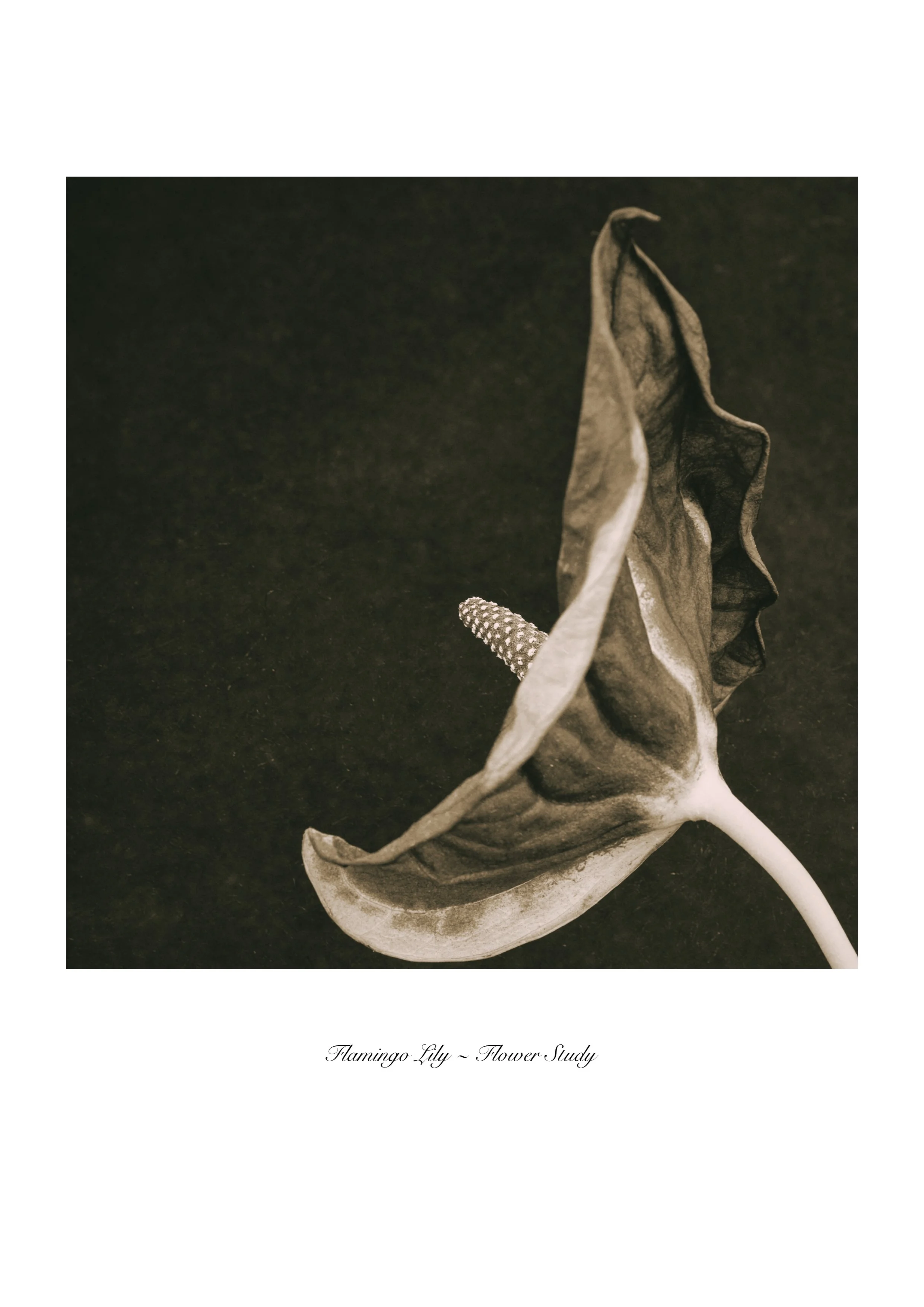 Flamingo Lily Elegance - Fine Art Flower Print